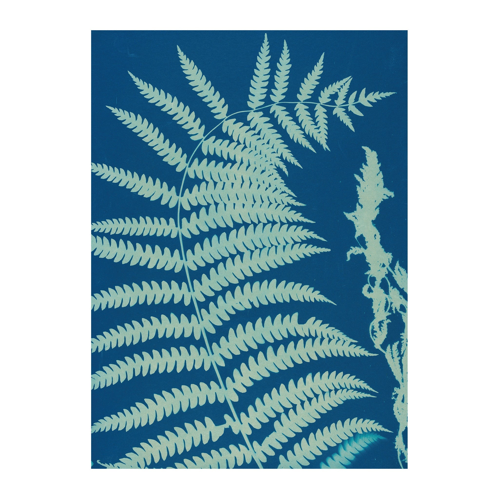CB12 - Cyan Botanica