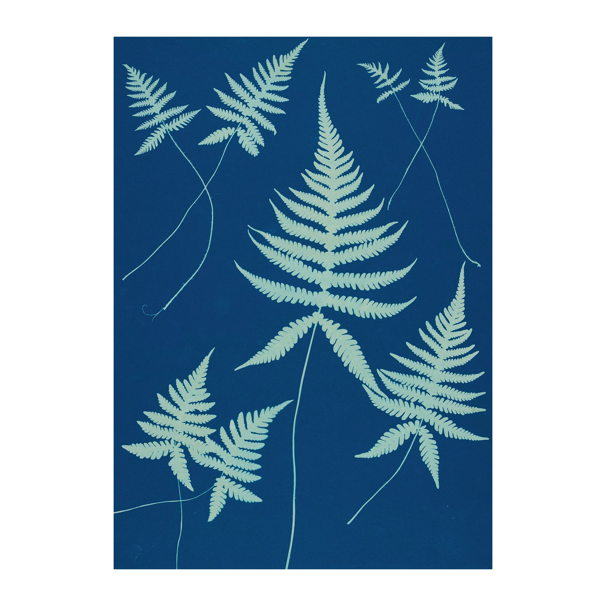 CB13 - Cyan Botanica