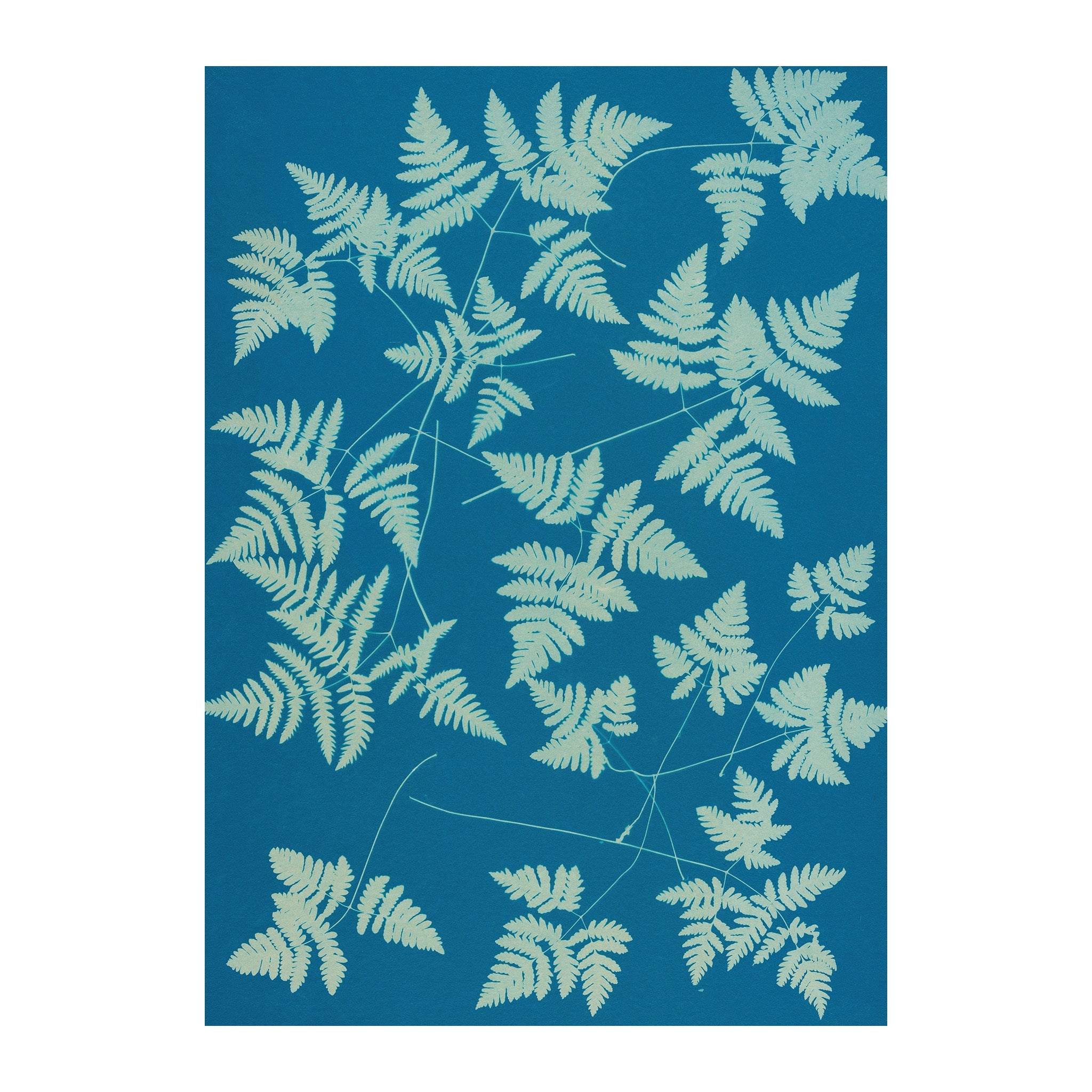 CB14 - Cyan Botanica
