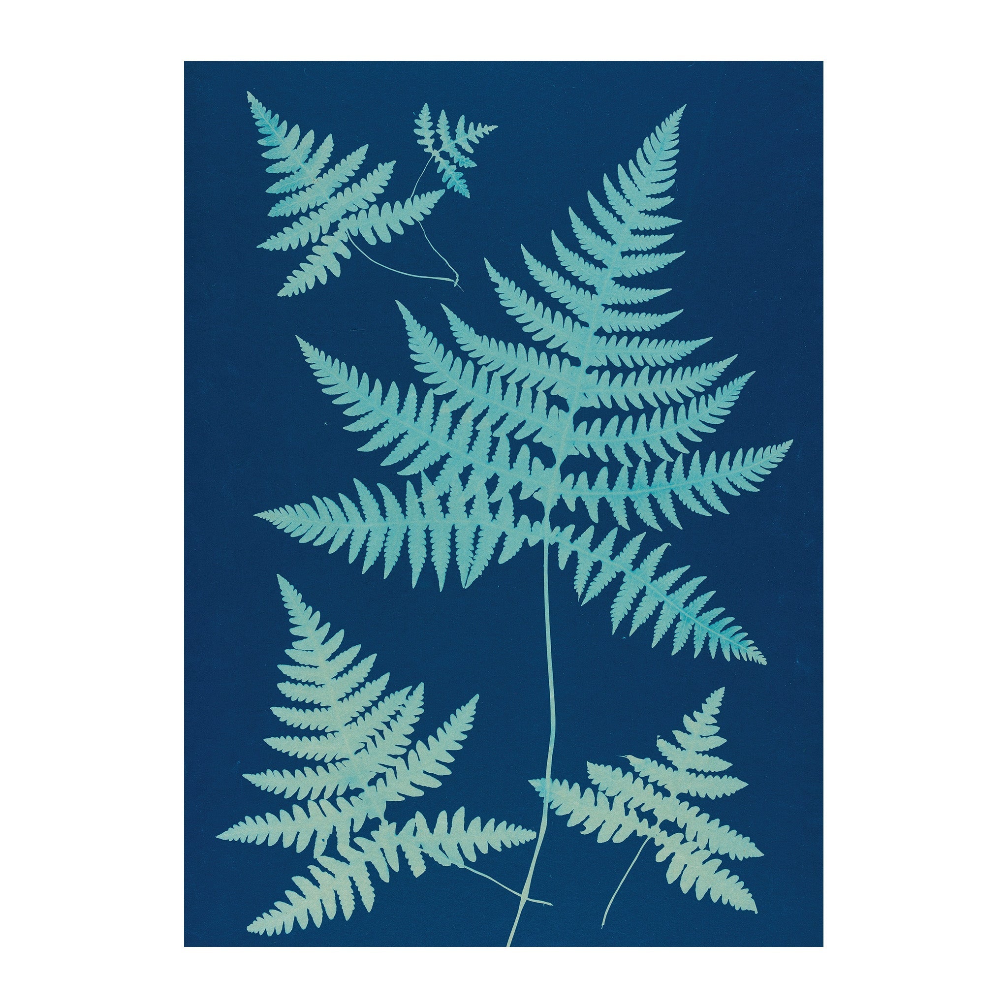 CB15 - Cyan Botanica
