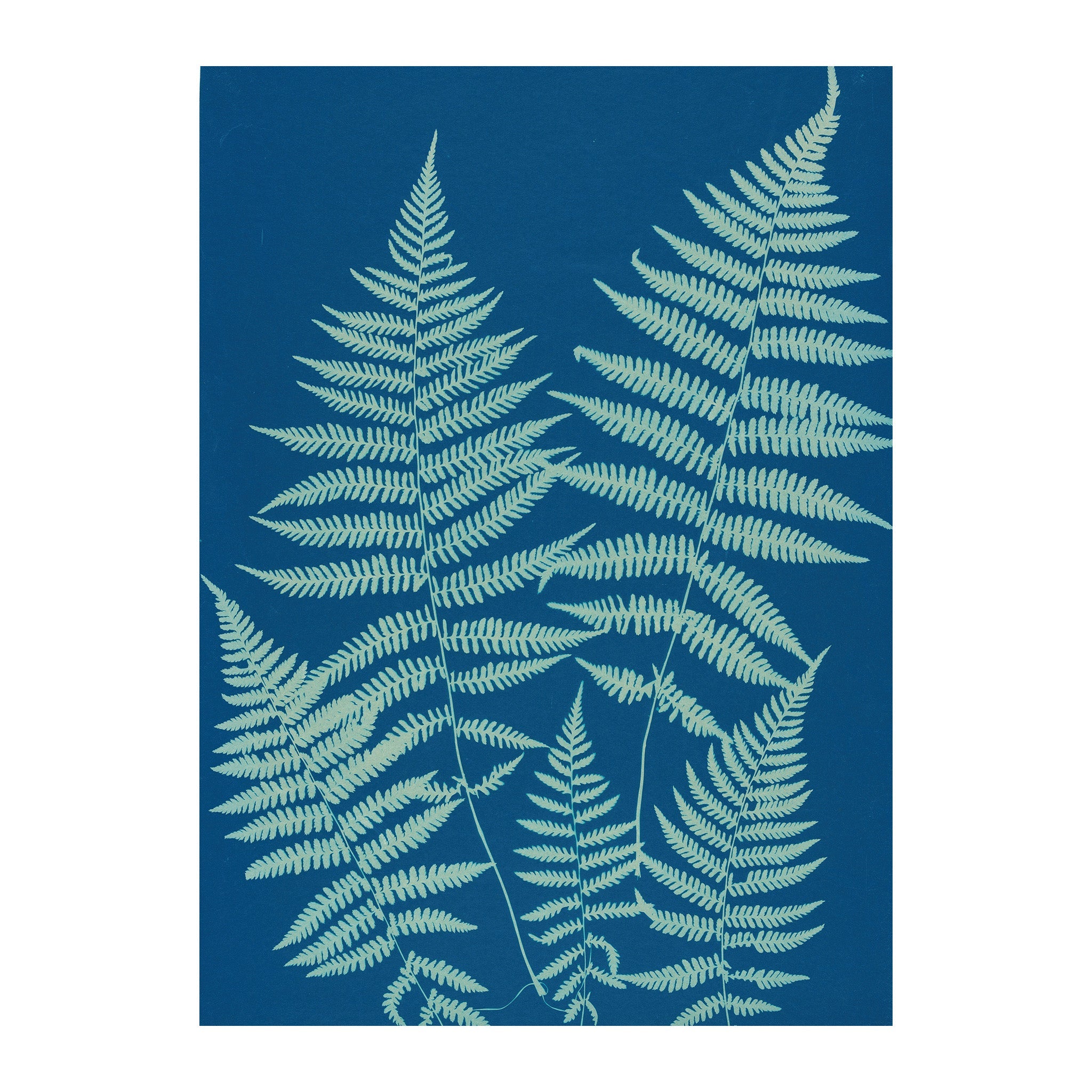 CB16 - Cyan Botanica