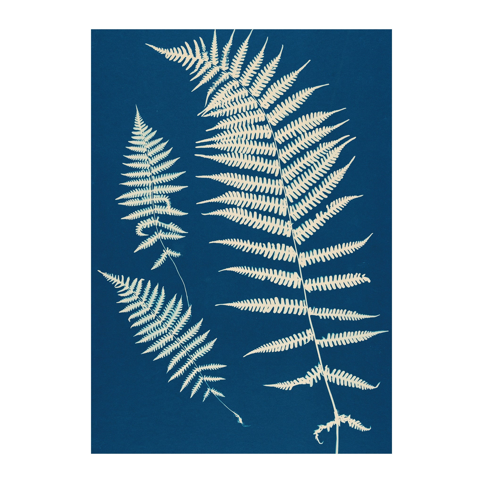 CB17 - Cyan Botanica