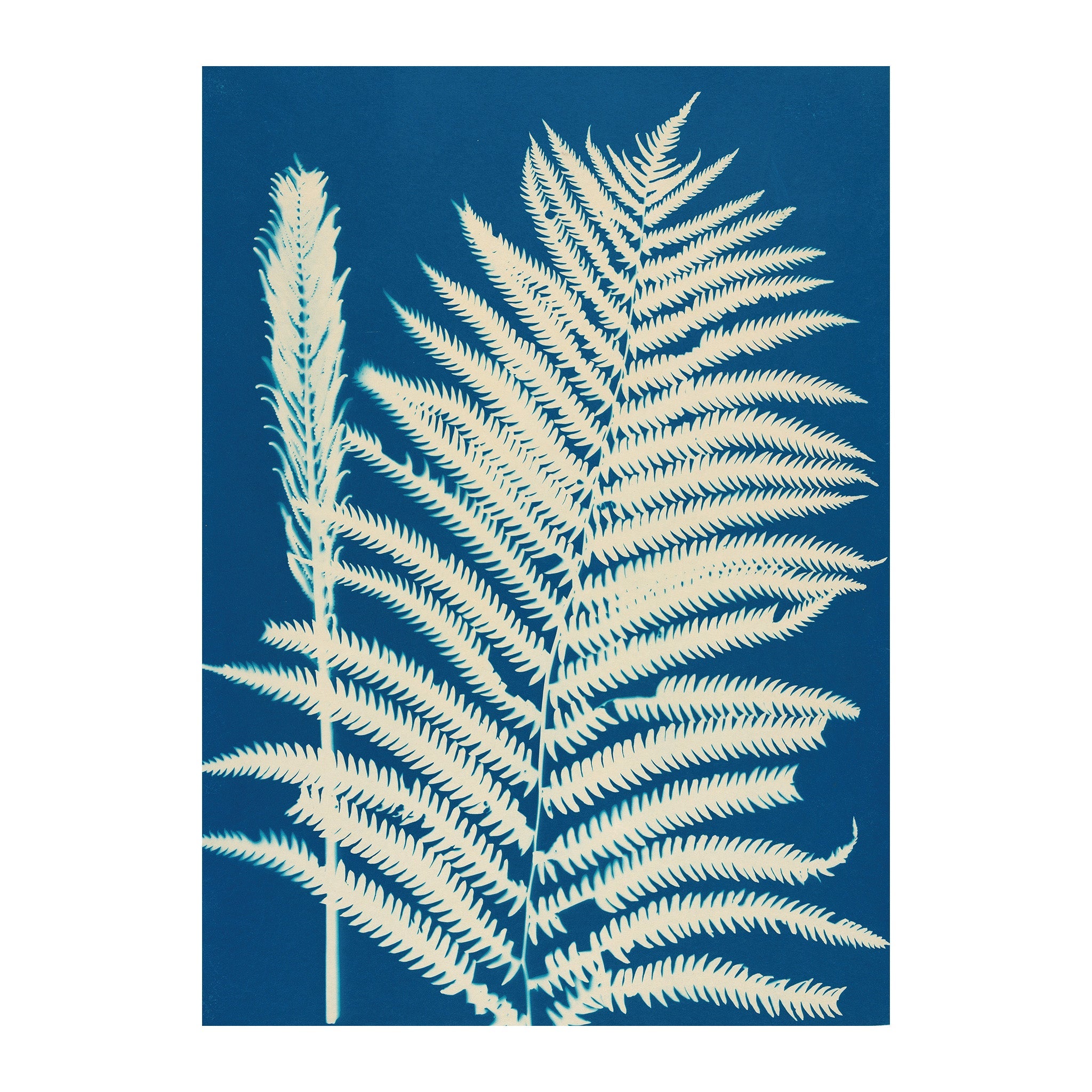 CB18 - Cyan Botanica