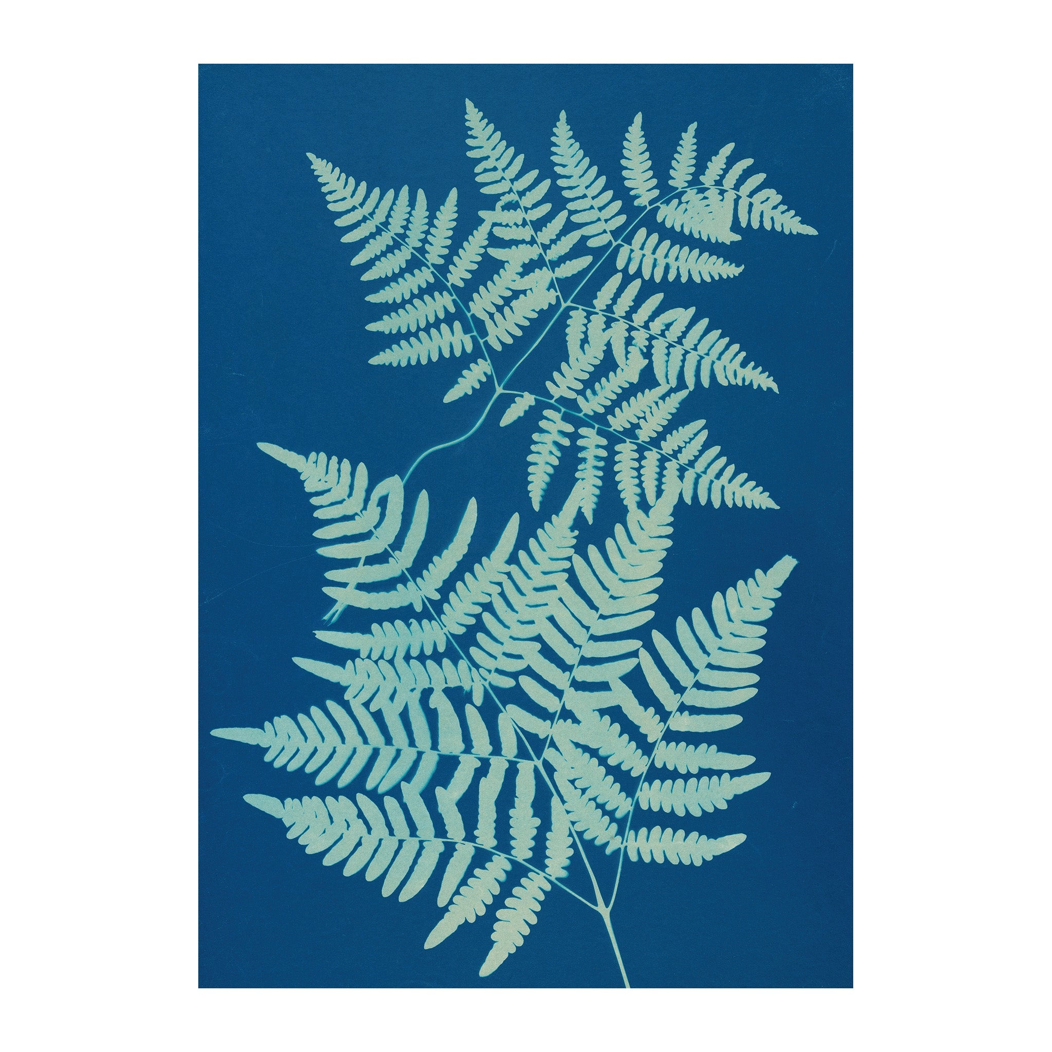 CB19 - Cyan Botanica