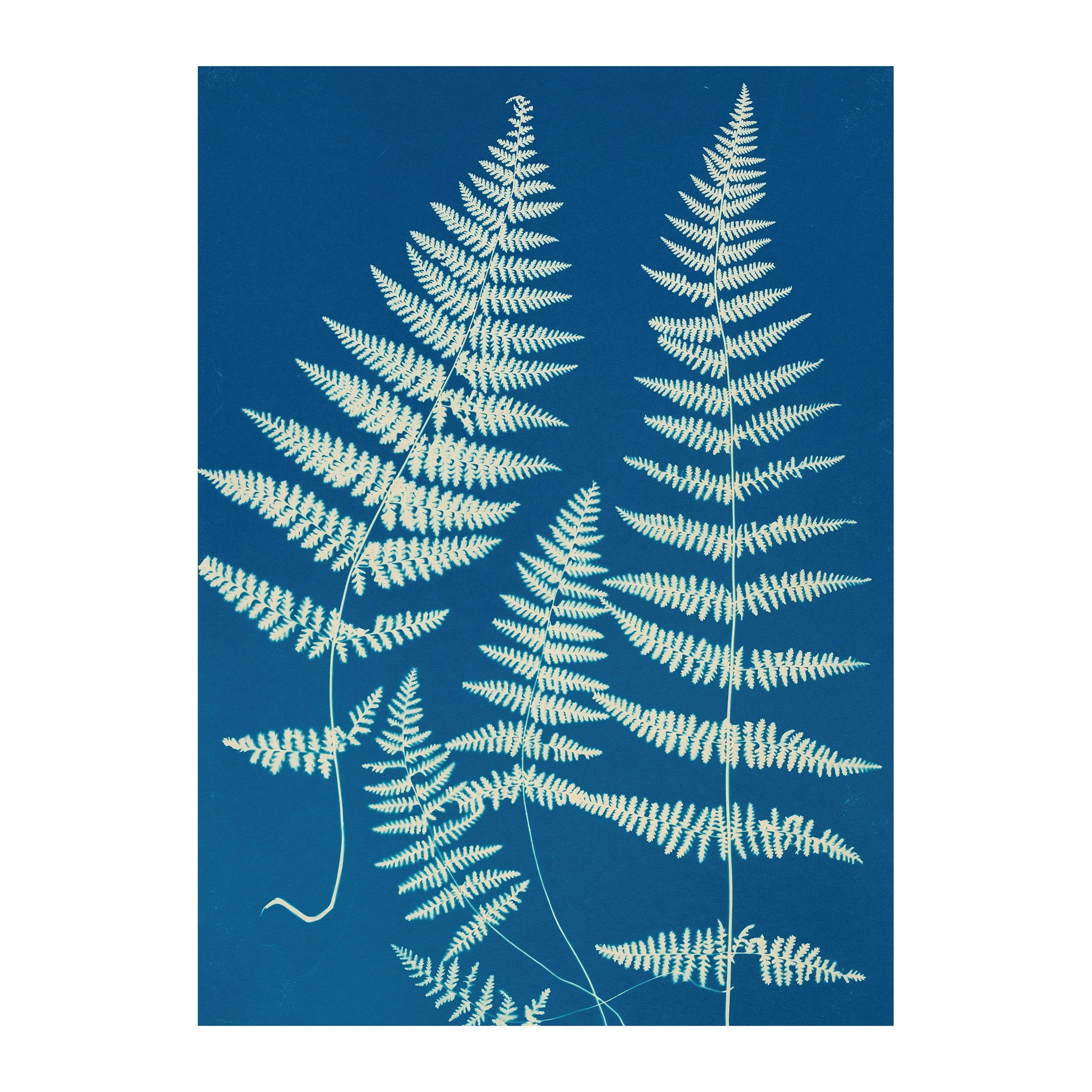 CB21 - Cyan Botanica