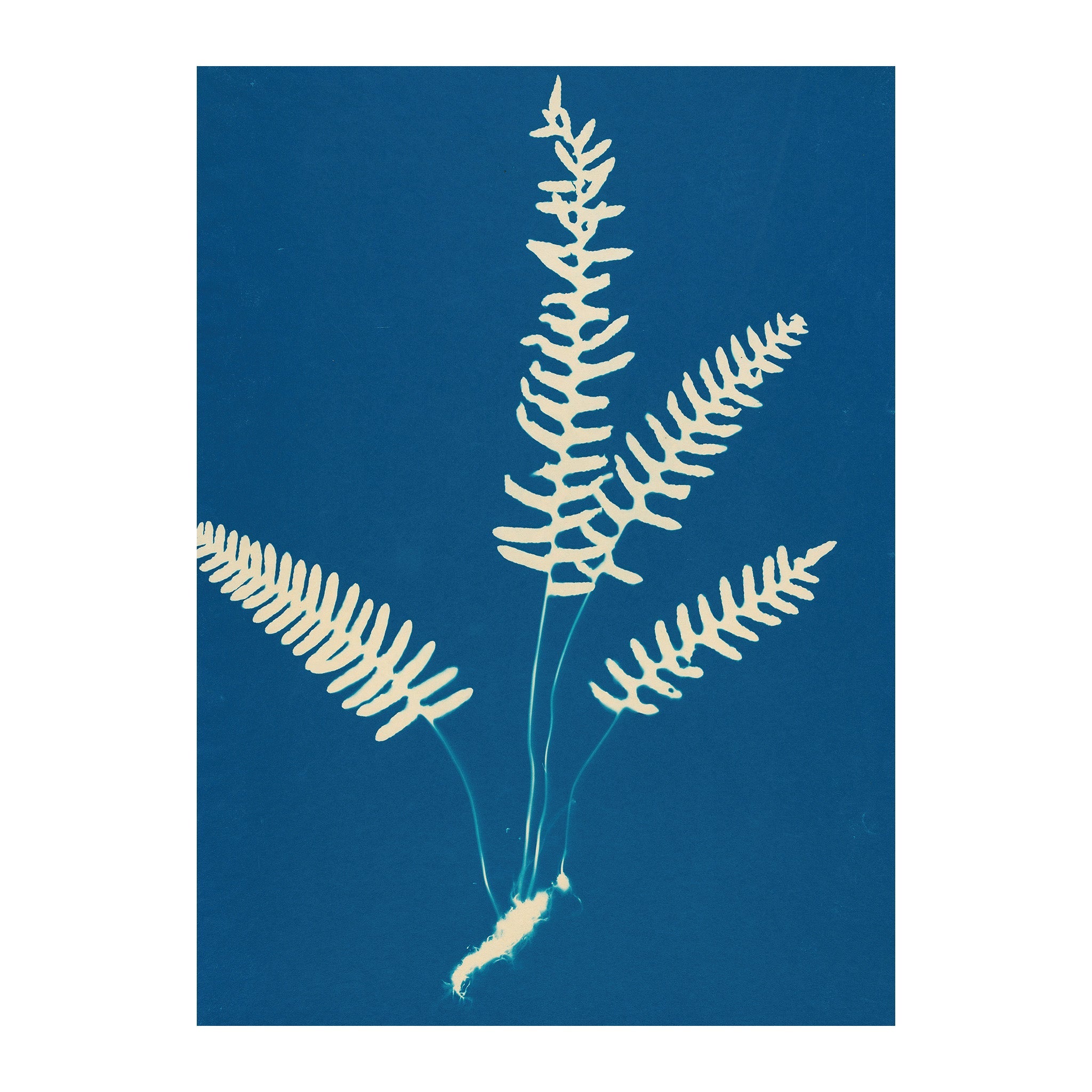 CB22 - Cyan Botanica