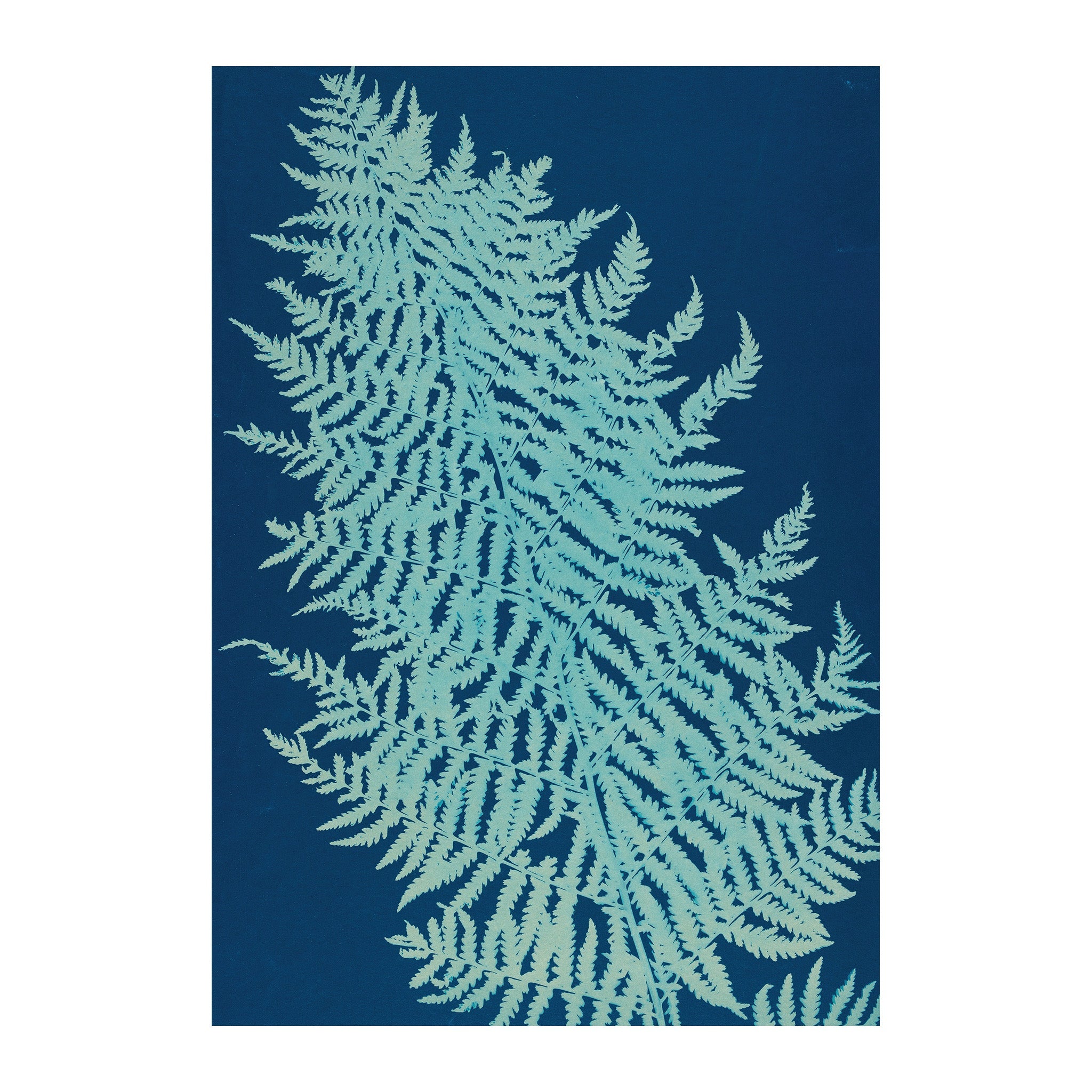 CB23 - Cyan Botanica
