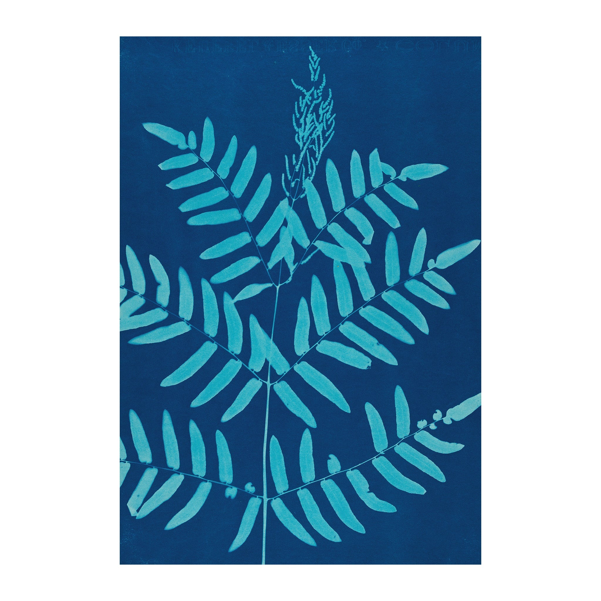 CB25 - Cyan Botanica