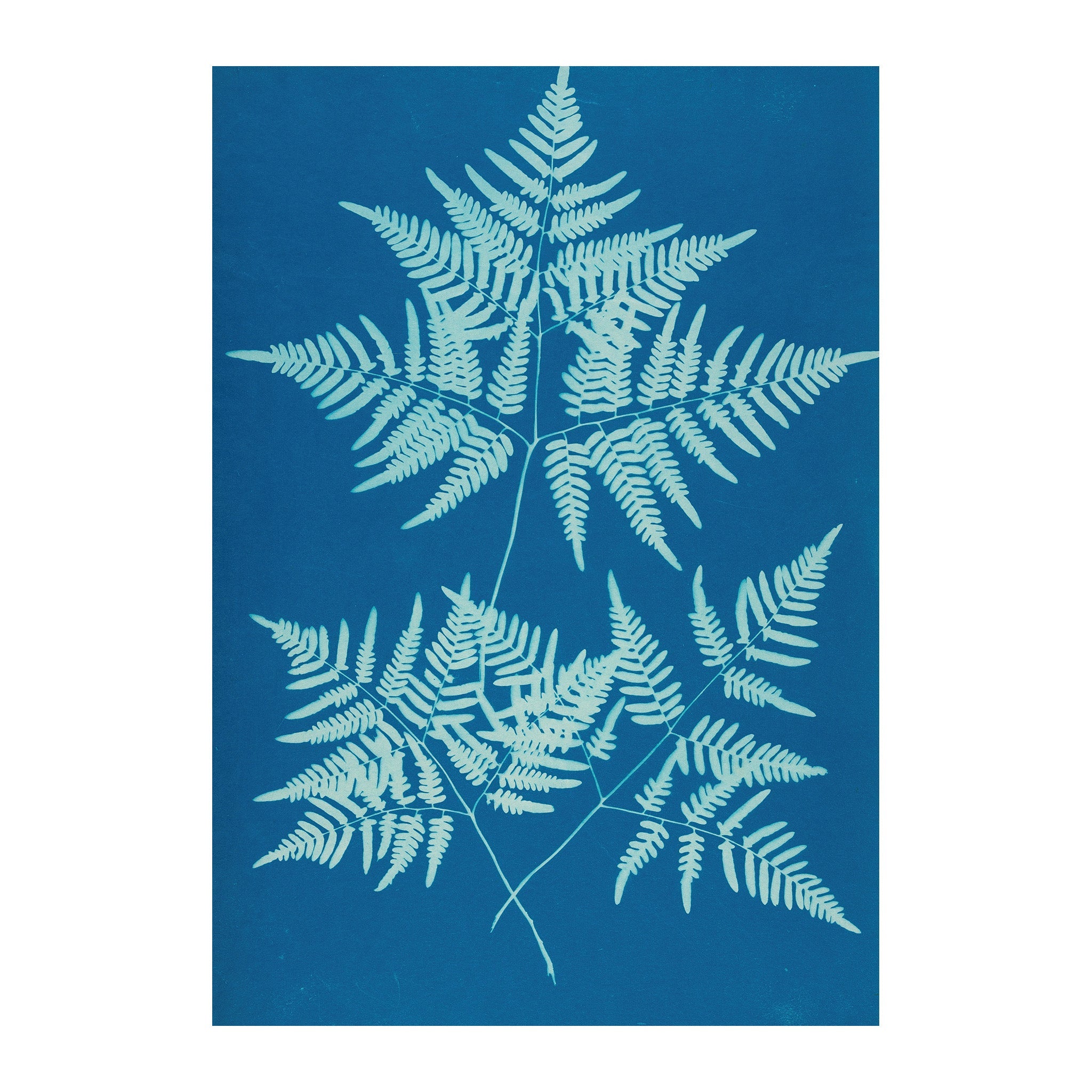CB27 - Cyan Botanica