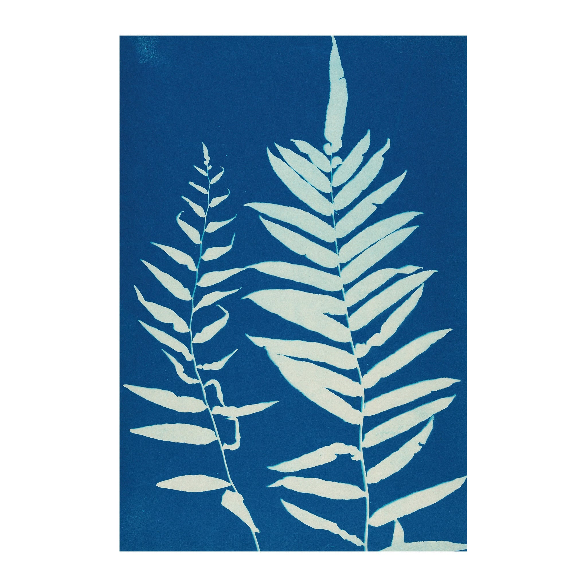 CB28 - Cyan Botanica