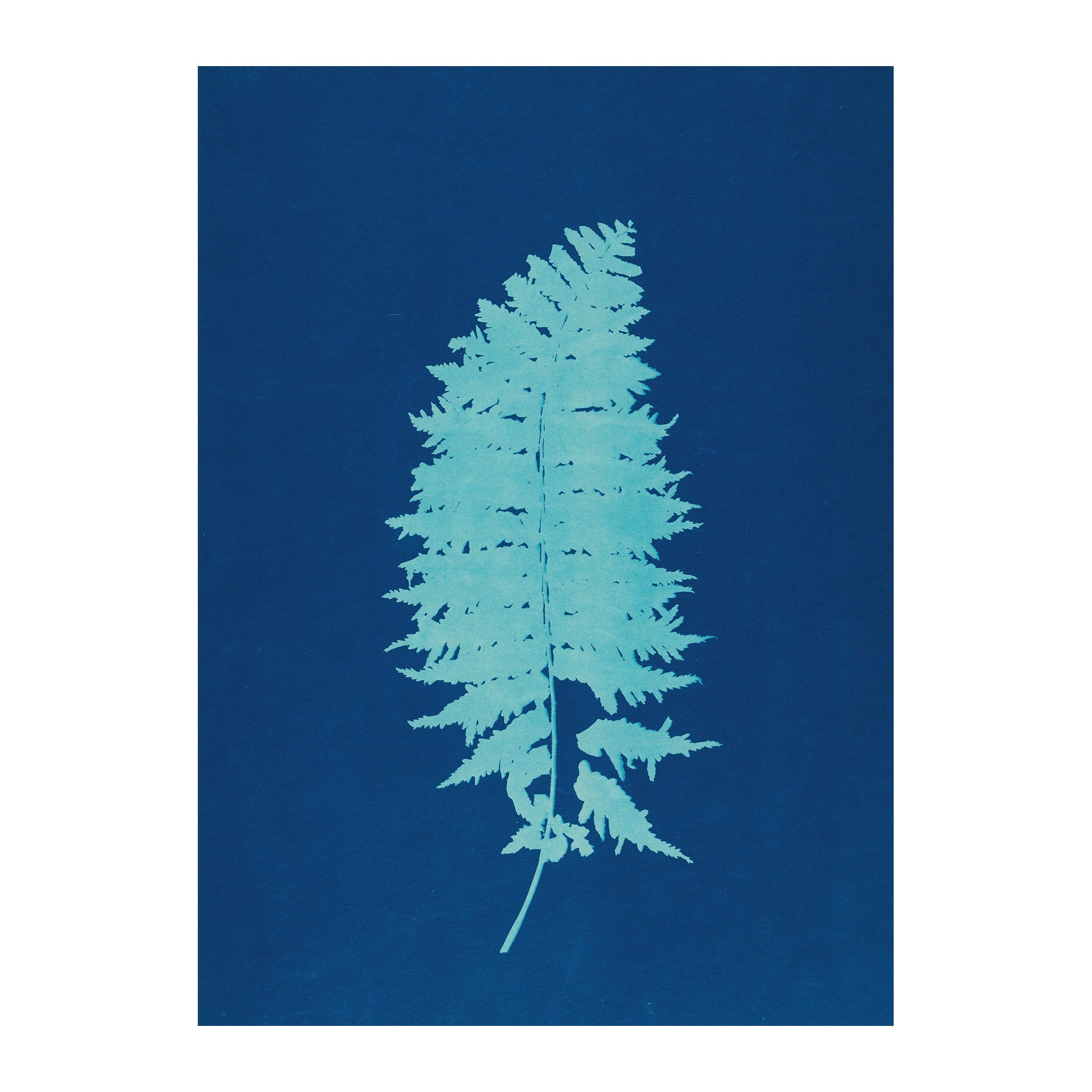 CB29 - Cyan Botanica