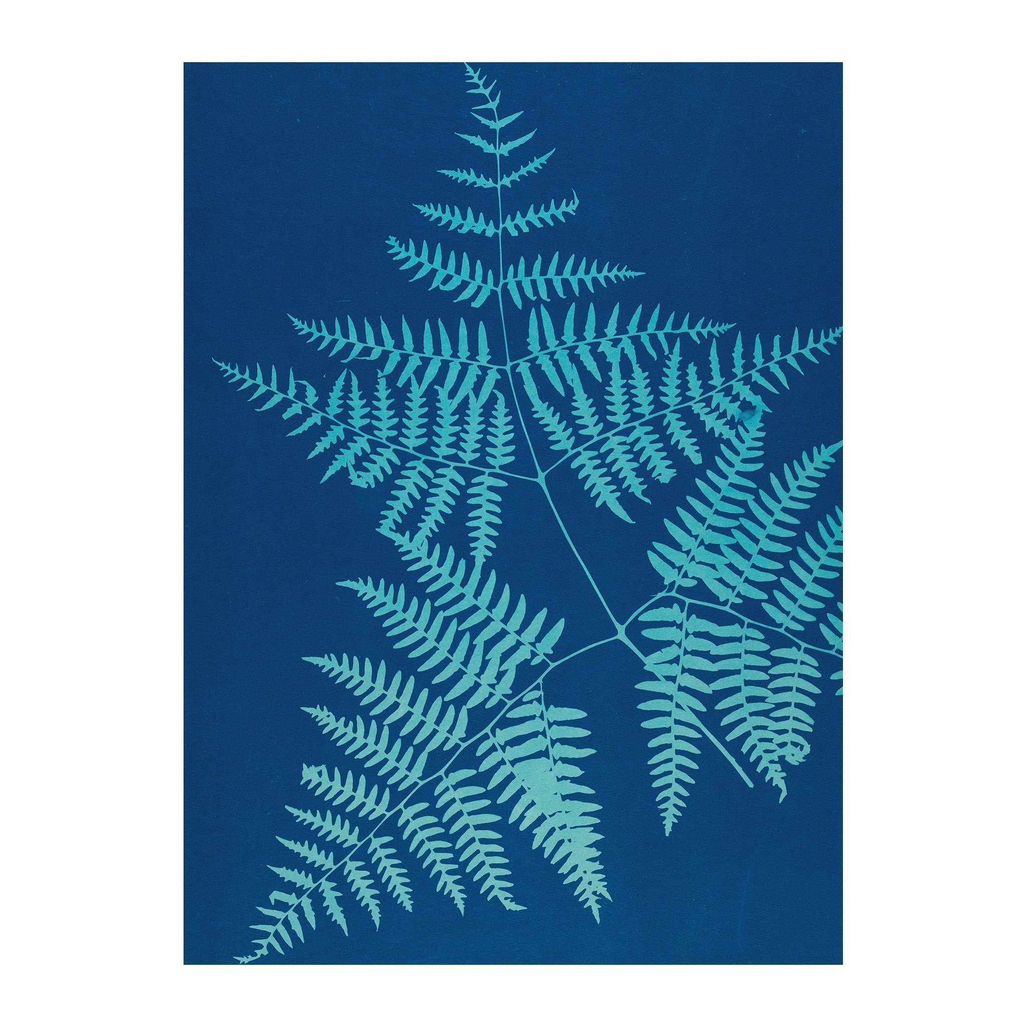 CB30 - Cyan Botanica