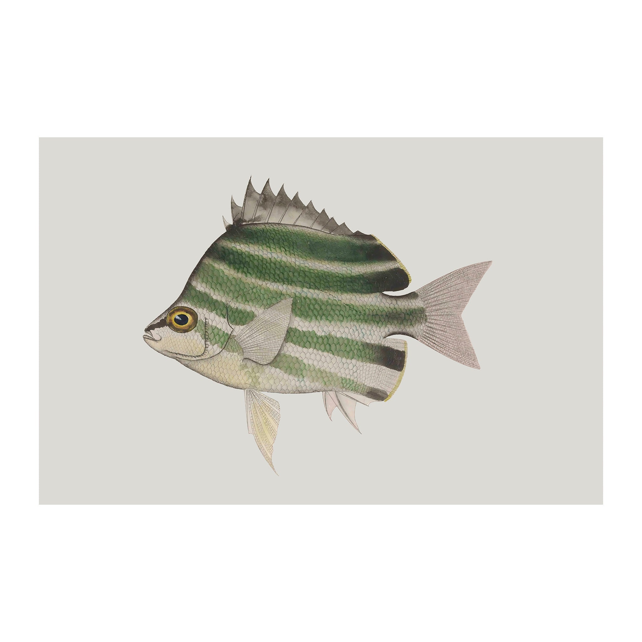 OC100 - Ocean Oddities