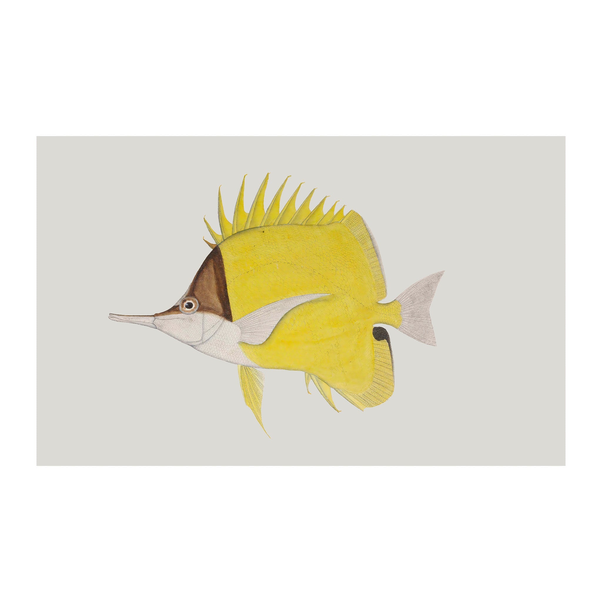OC101 - Ocean Oddities