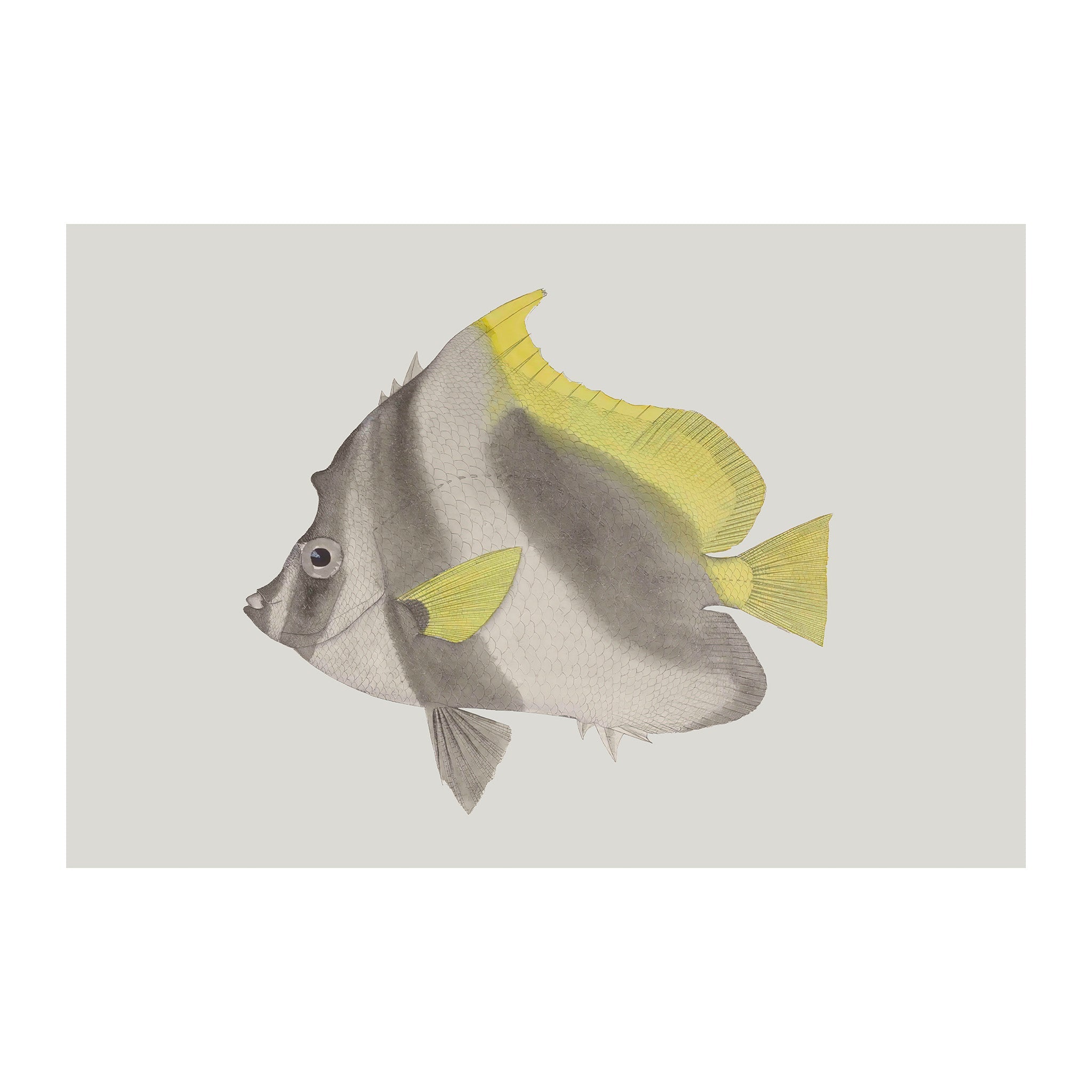 OC103 - Ocean Oddities
