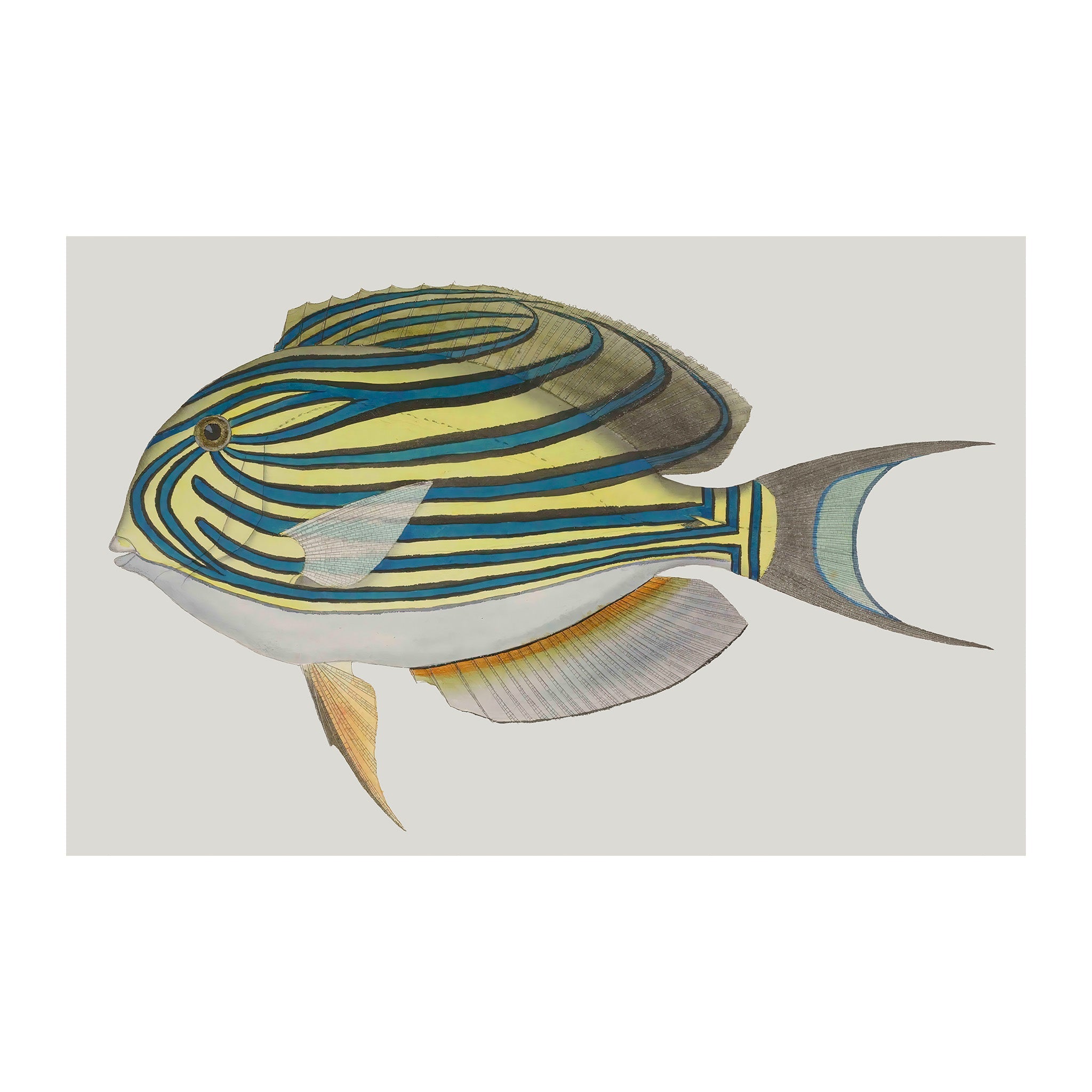 OC120 - Ocean Oddities