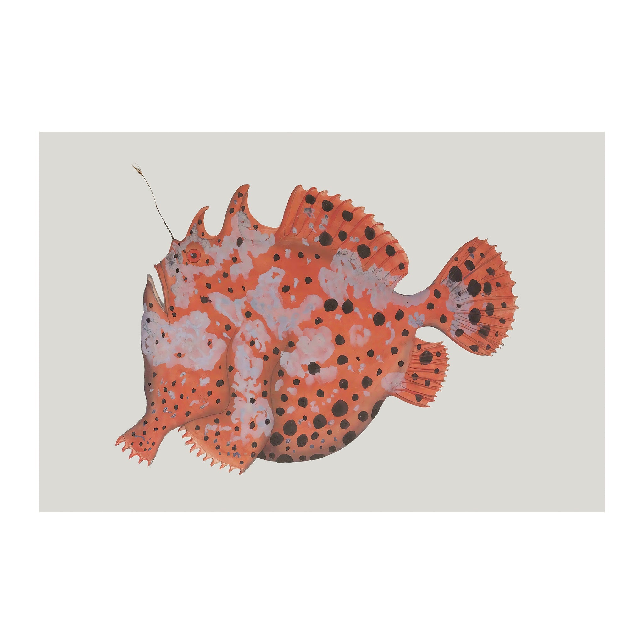 OC136 - Ocean Oddities