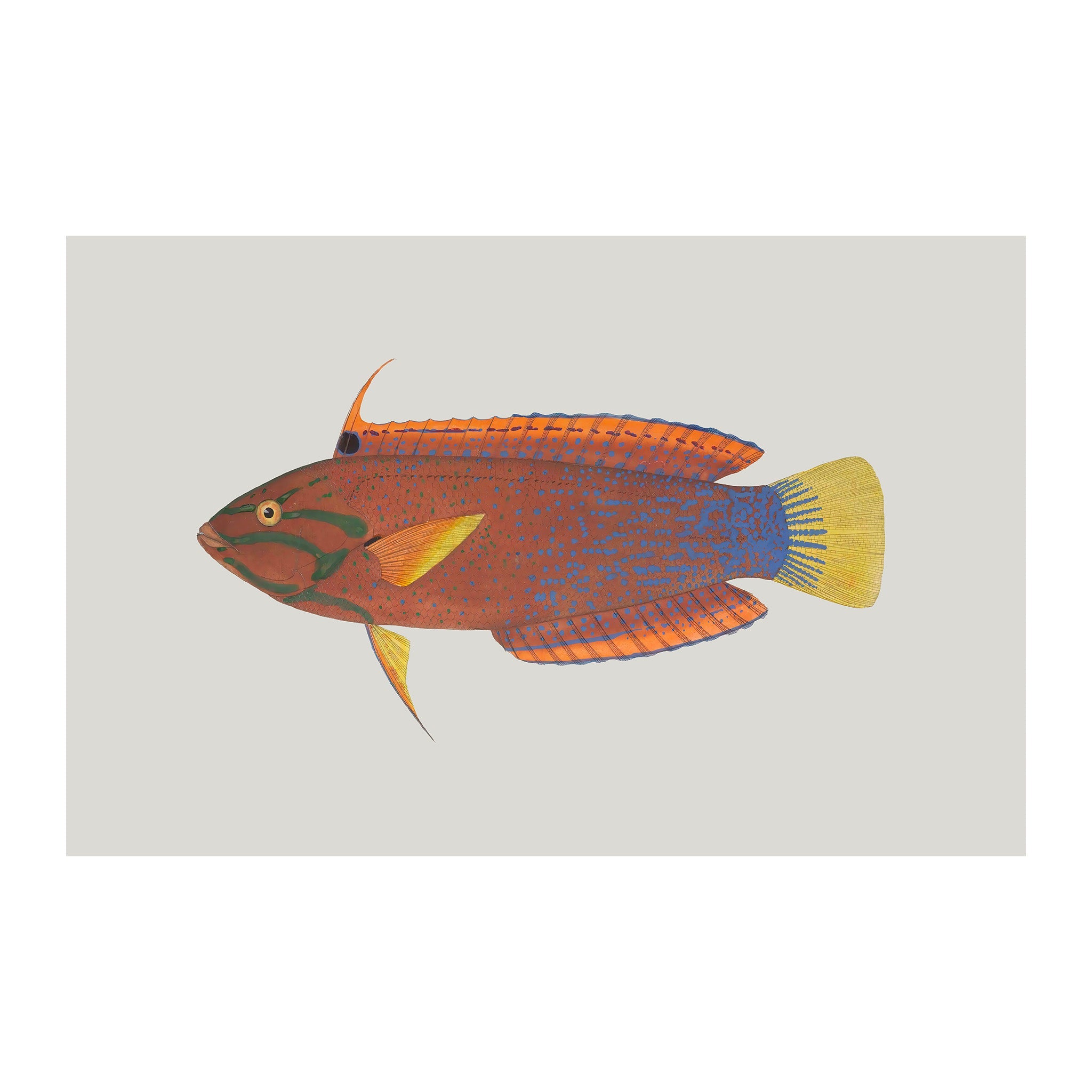 OC157 - Ocean Oddities