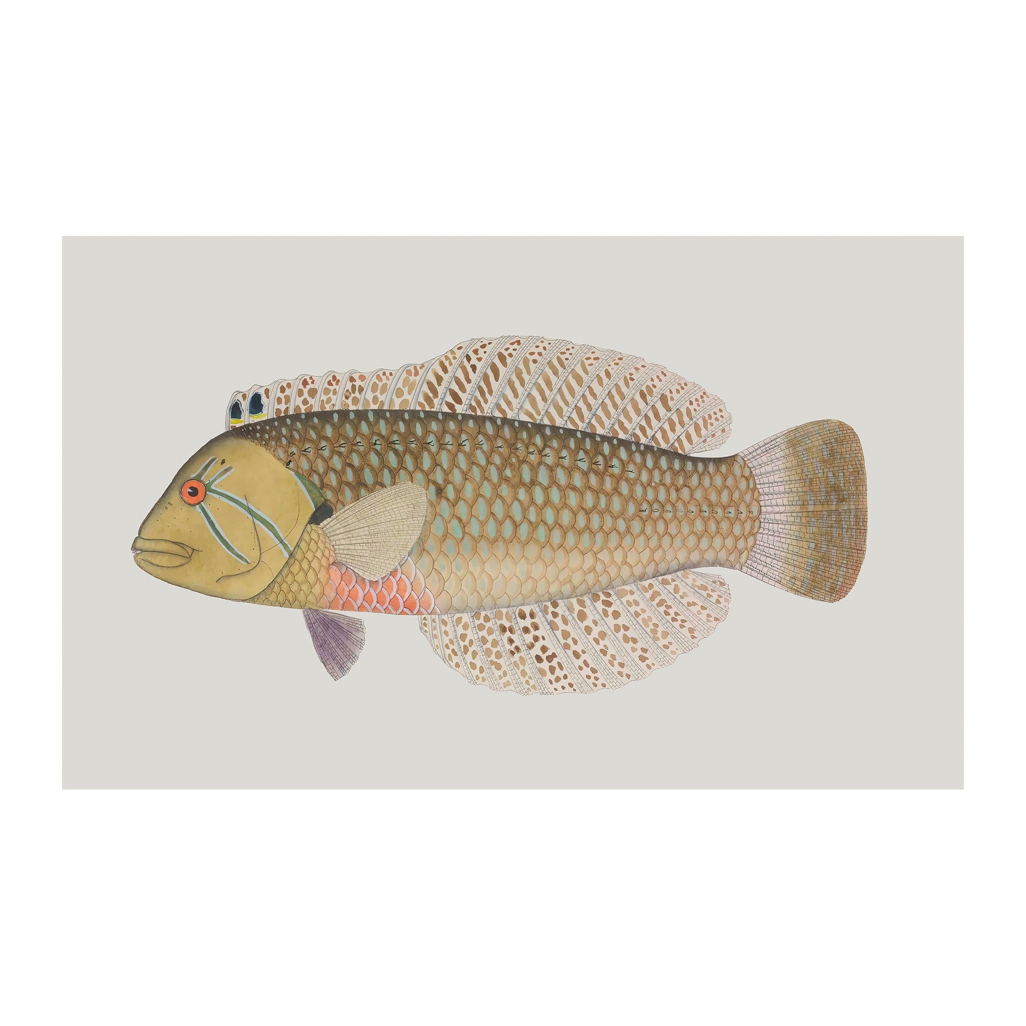 OC160 - Ocean Oddities