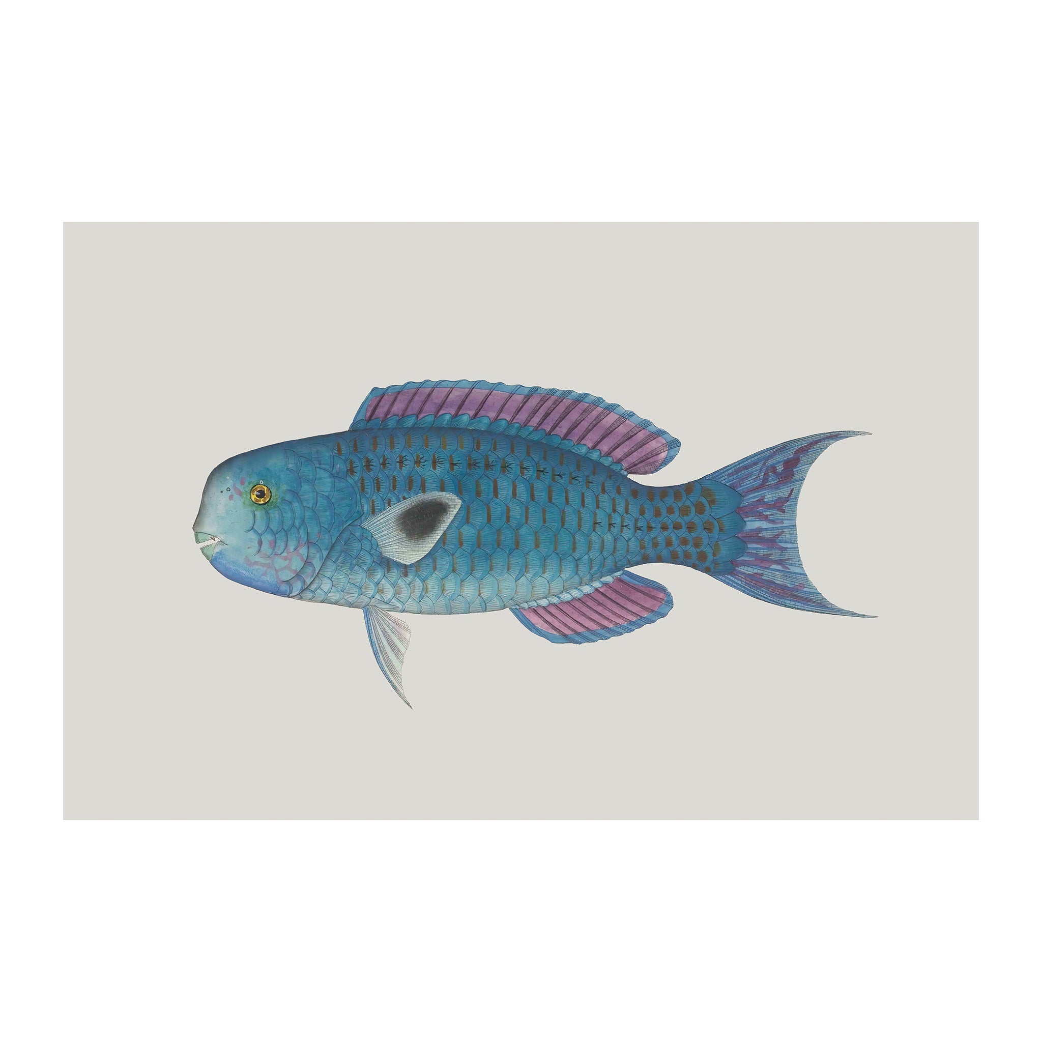 OC180 - Ocean Oddities
