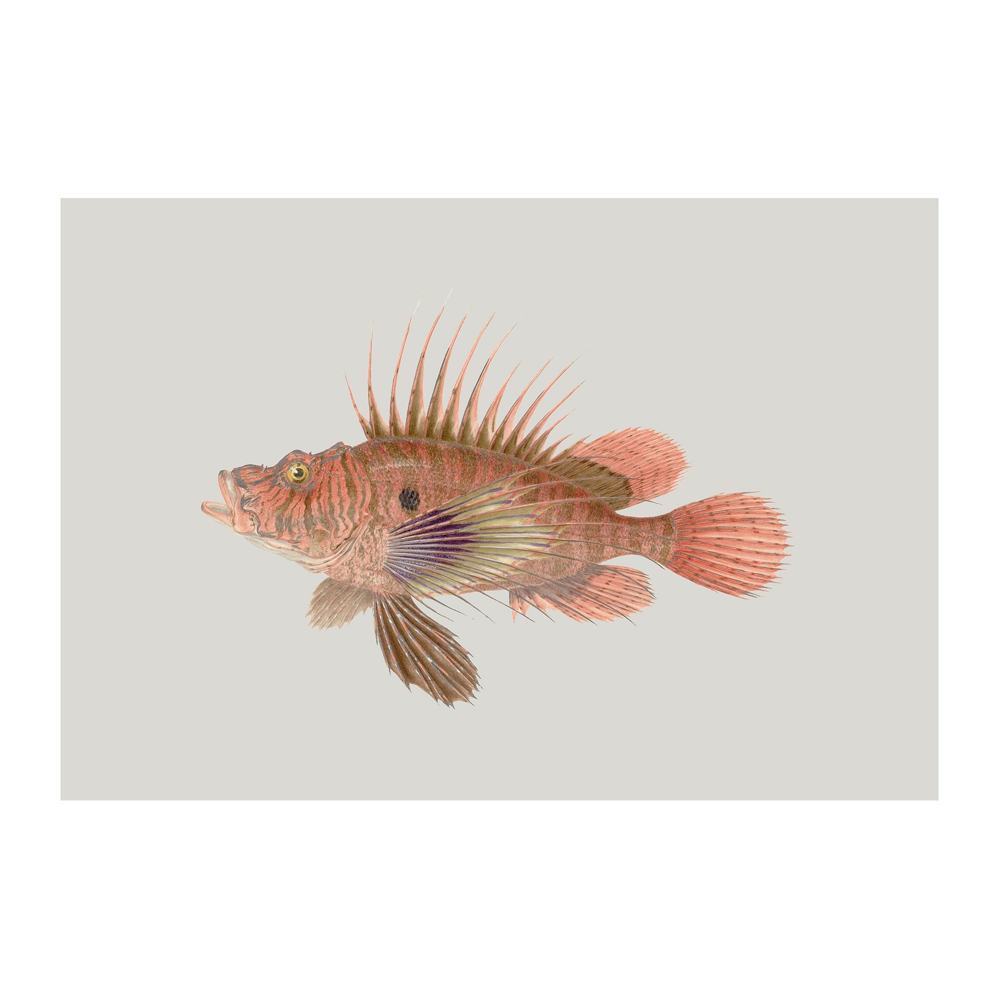 OC183 - Ocean Oddities
