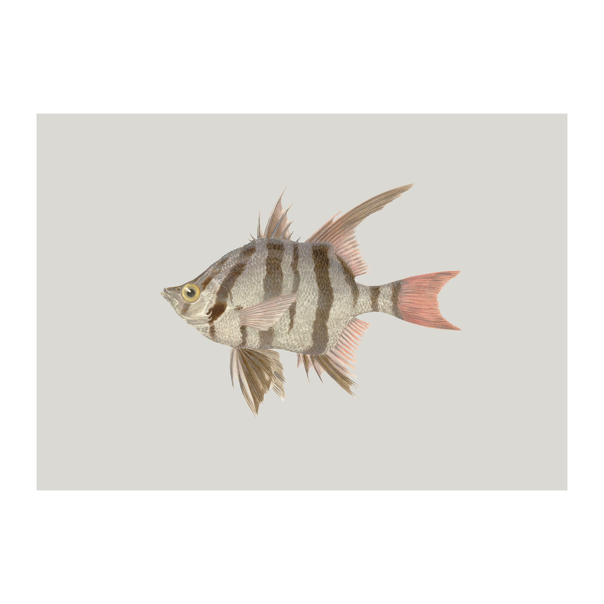 OC184 - Ocean Oddities