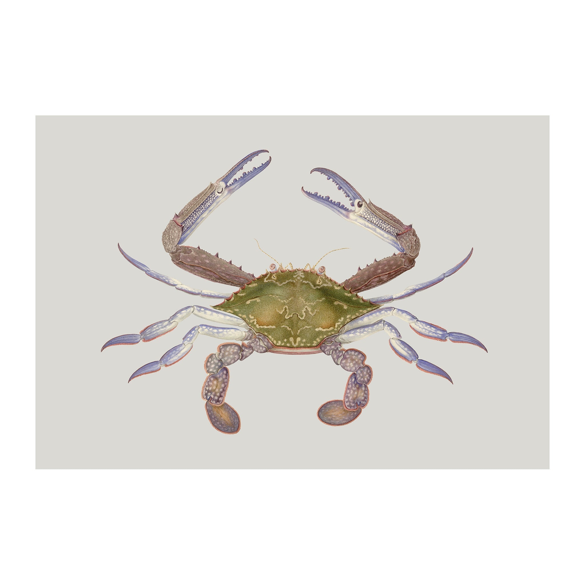 OC187 - Ocean Oddities