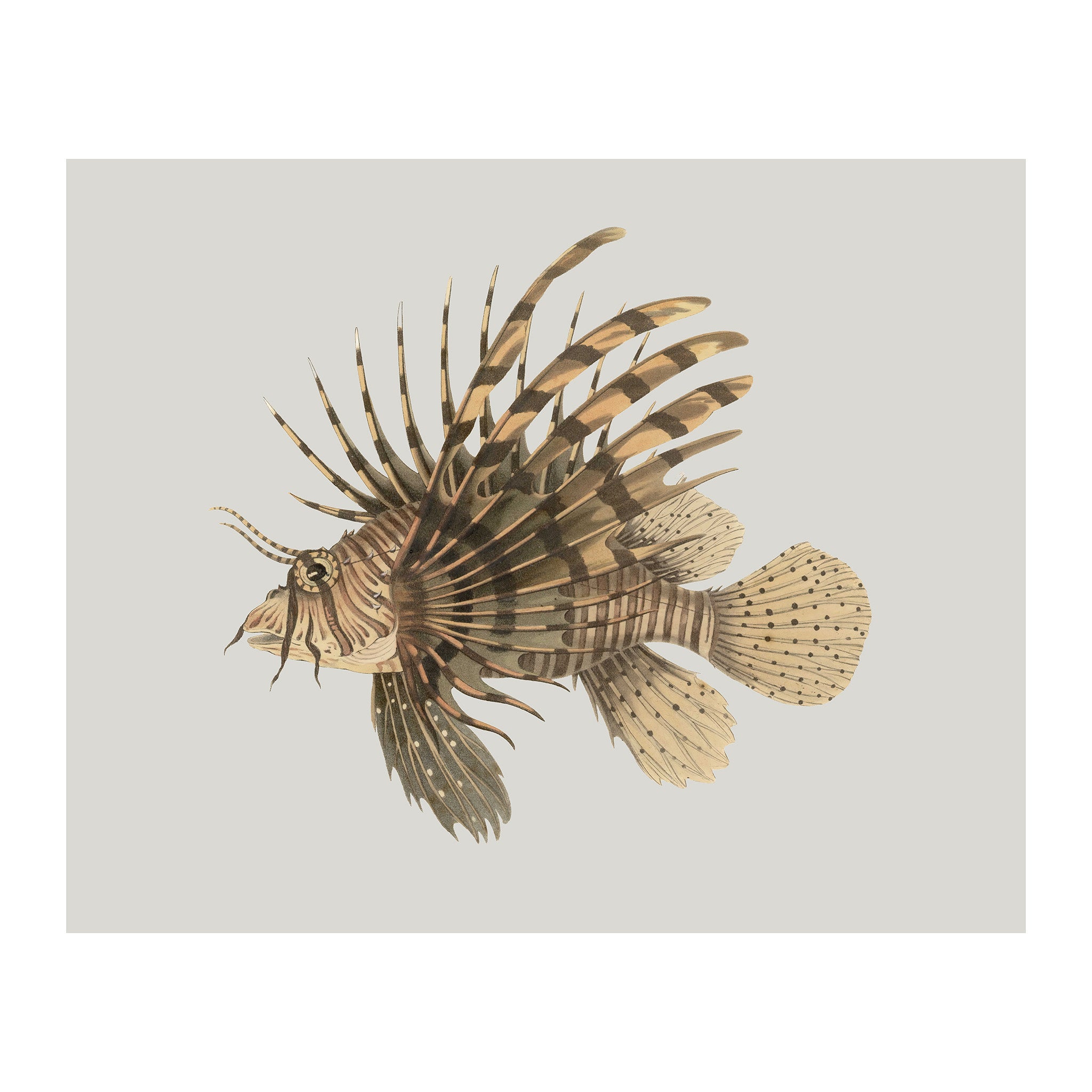 OC188 - Ocean Oddities