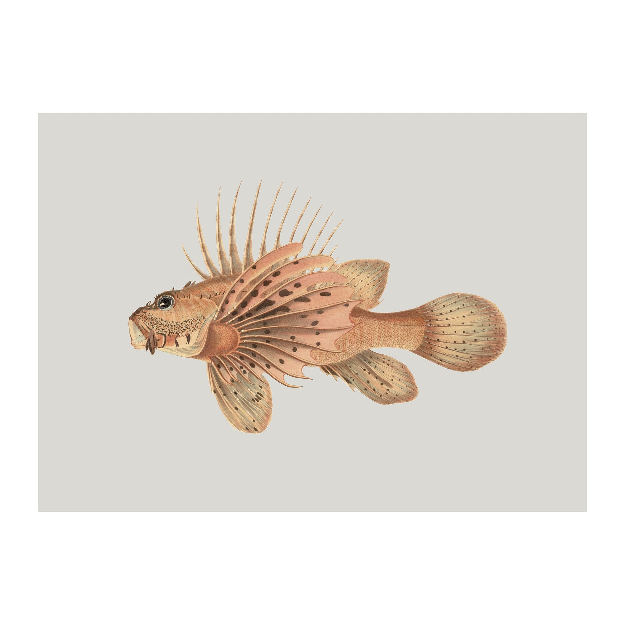 OC194 - Ocean Oddities