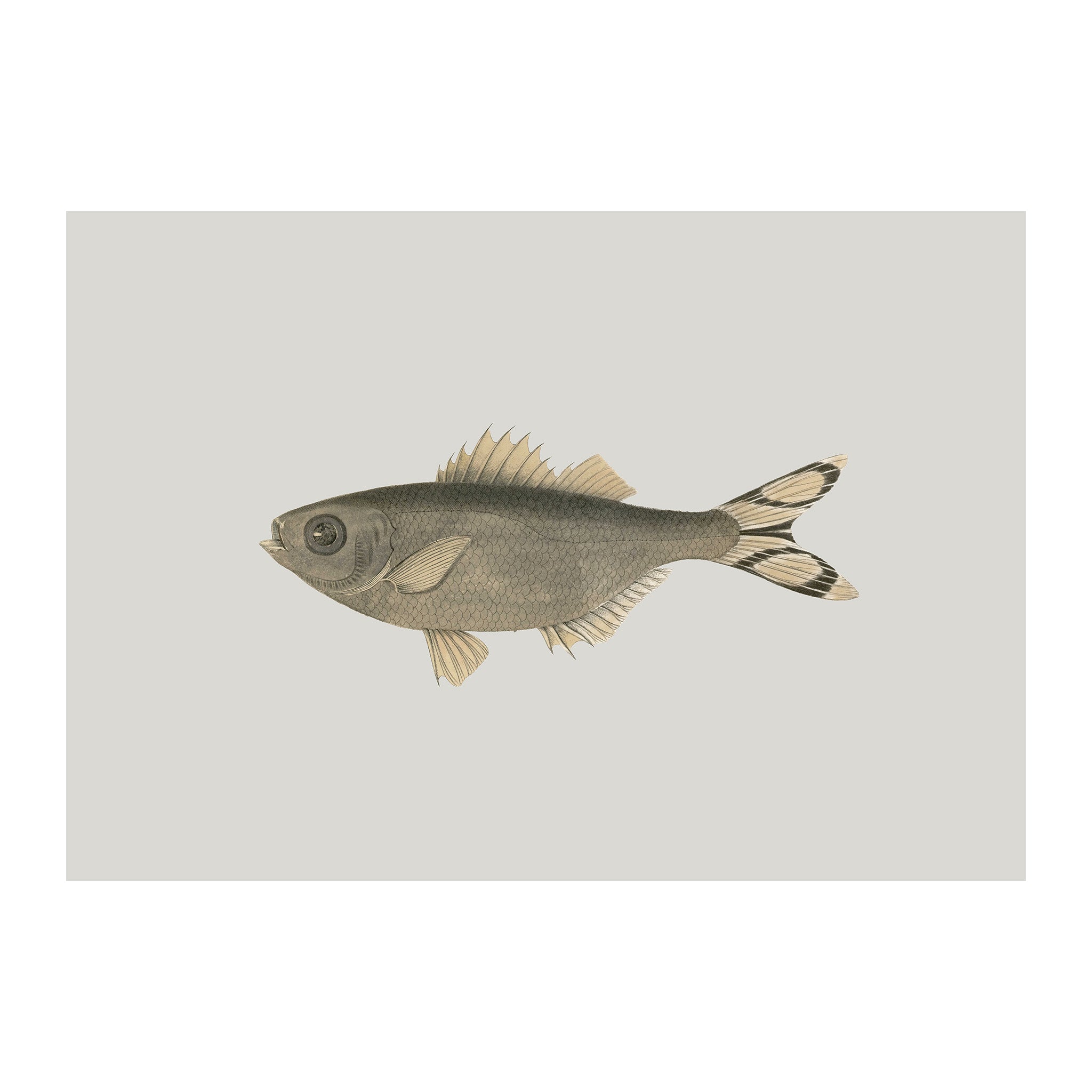 OC202 - Ocean Oddities
