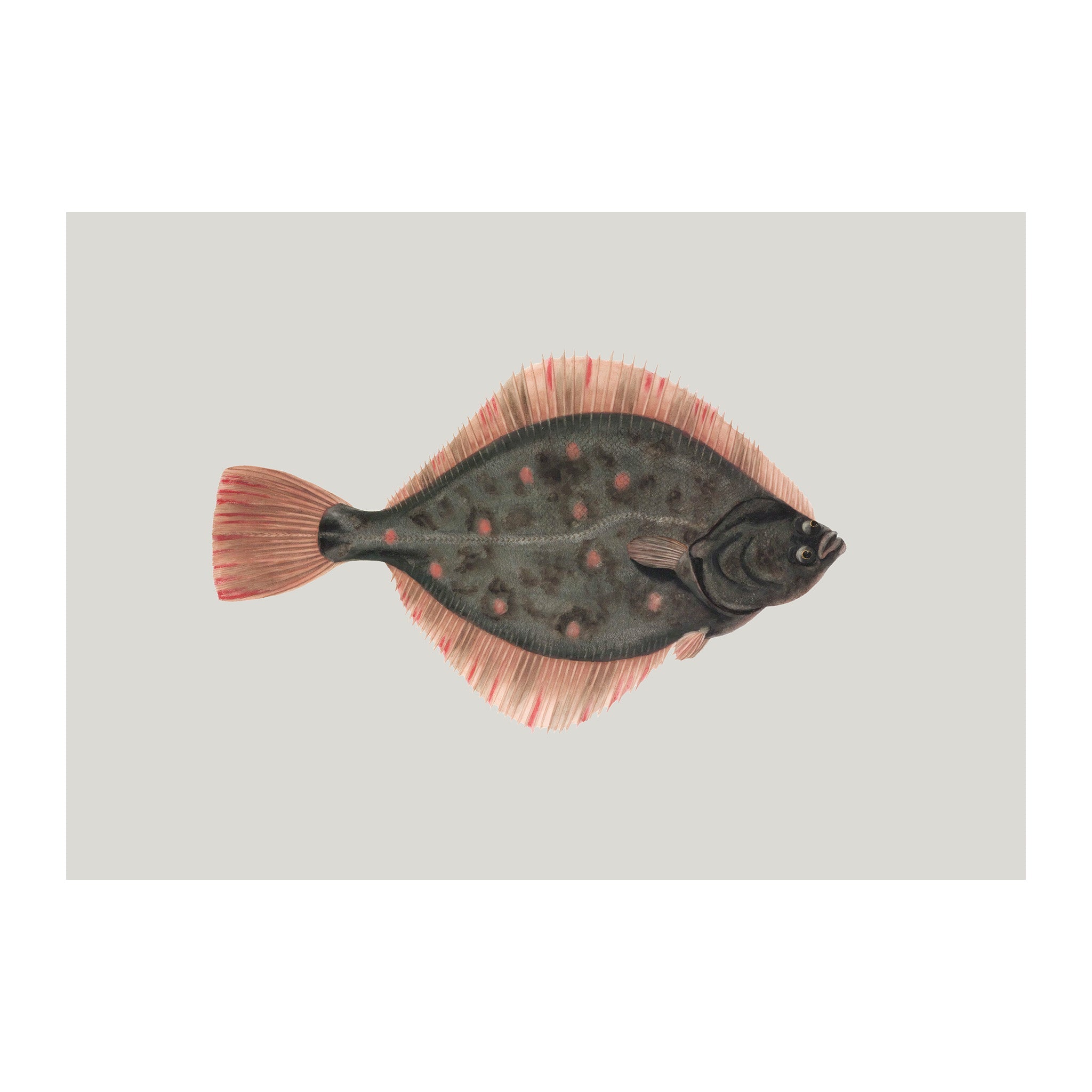 OC207 - Ocean Oddities