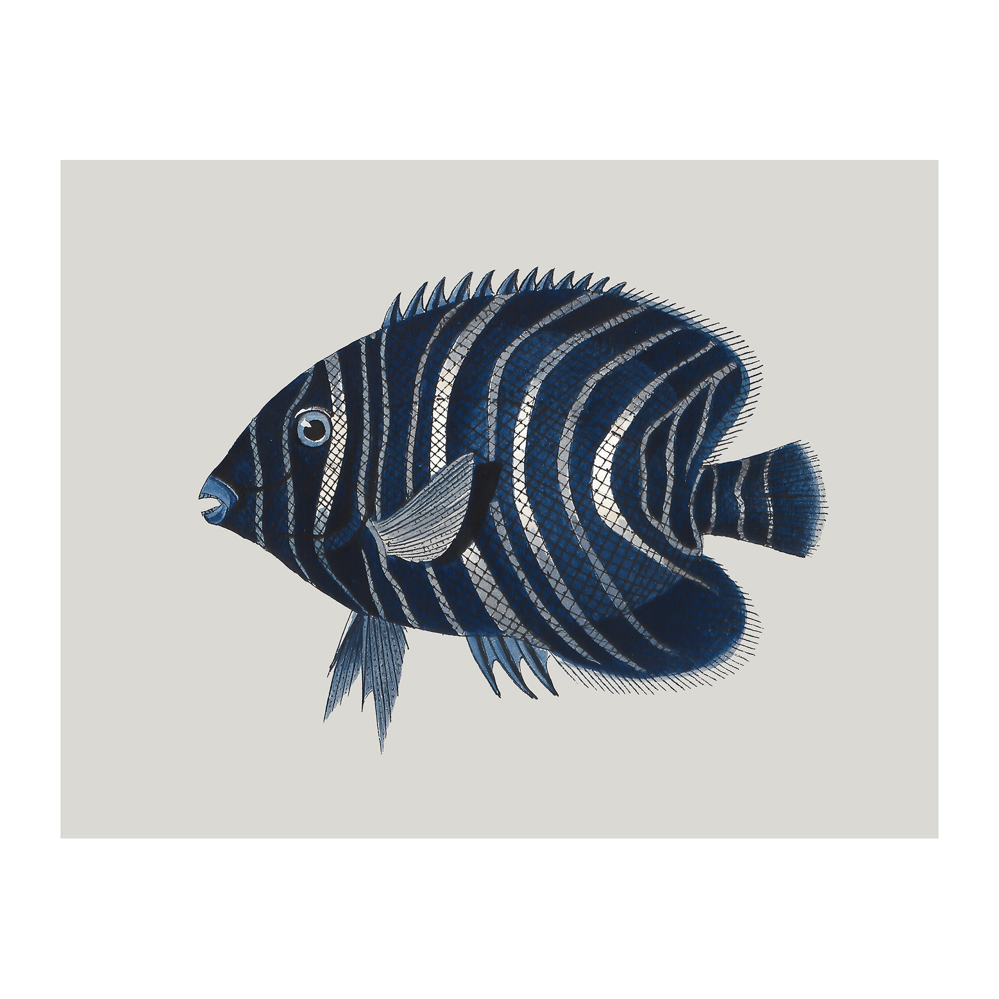 OC212 - Ocean Oddities