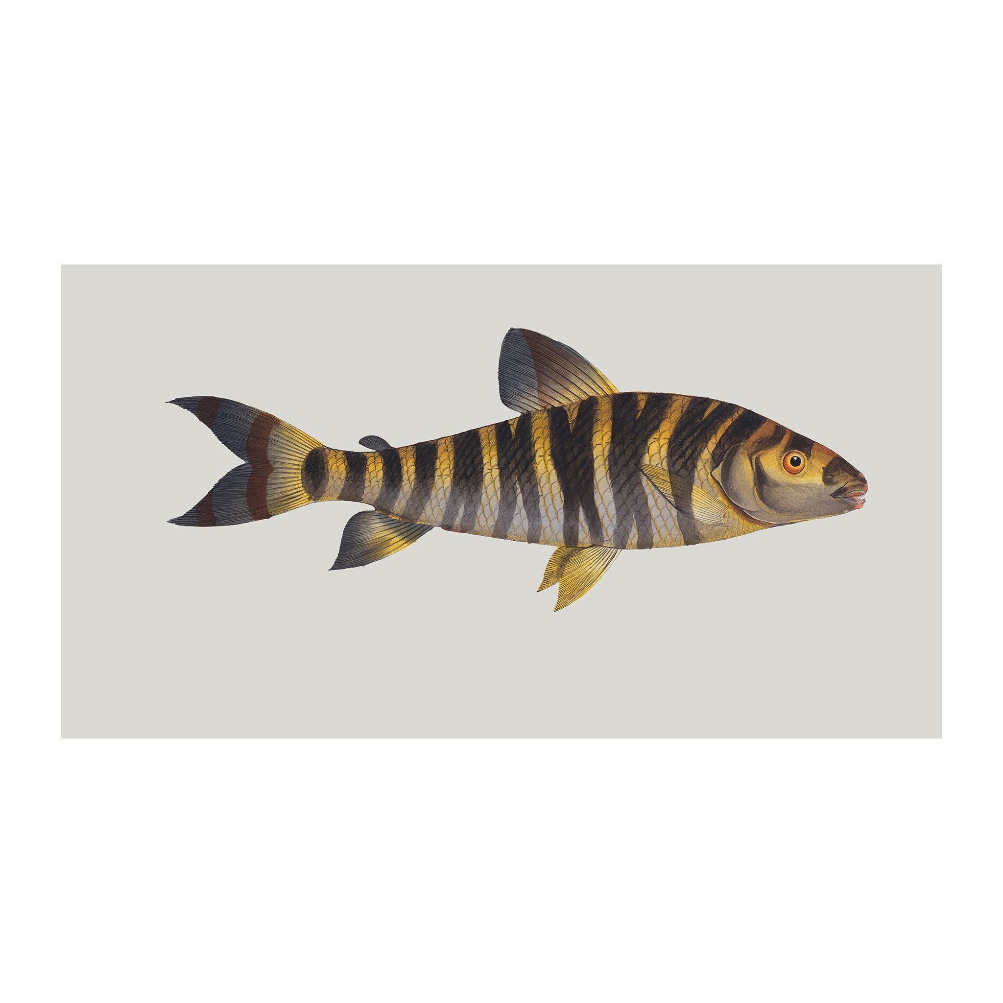 OC22 - Ocean Oddities