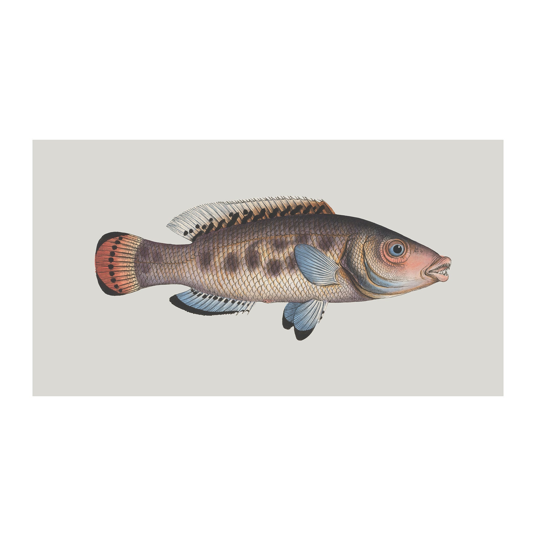 OC25 - Ocean Oddities