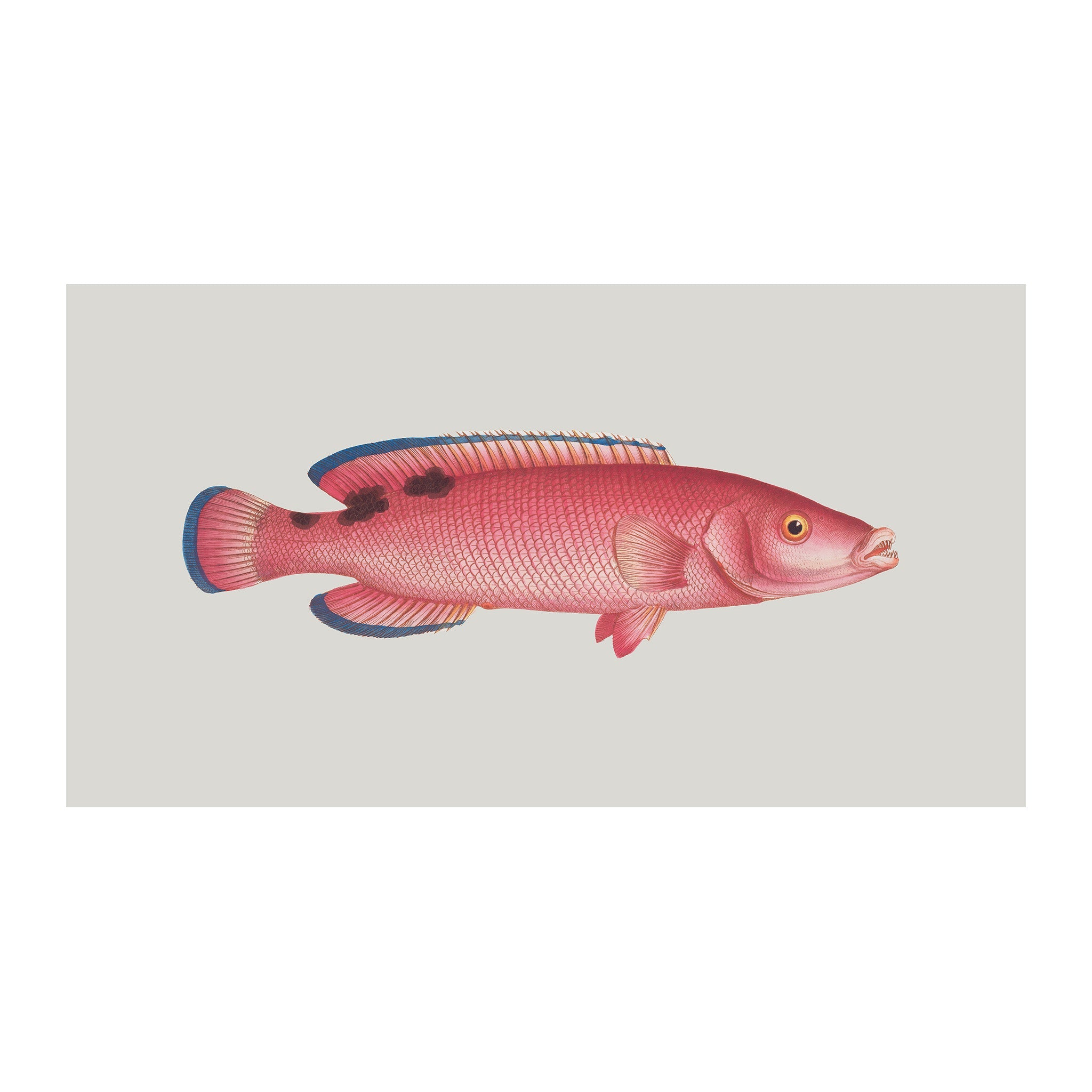 OC26 - Ocean Oddities
