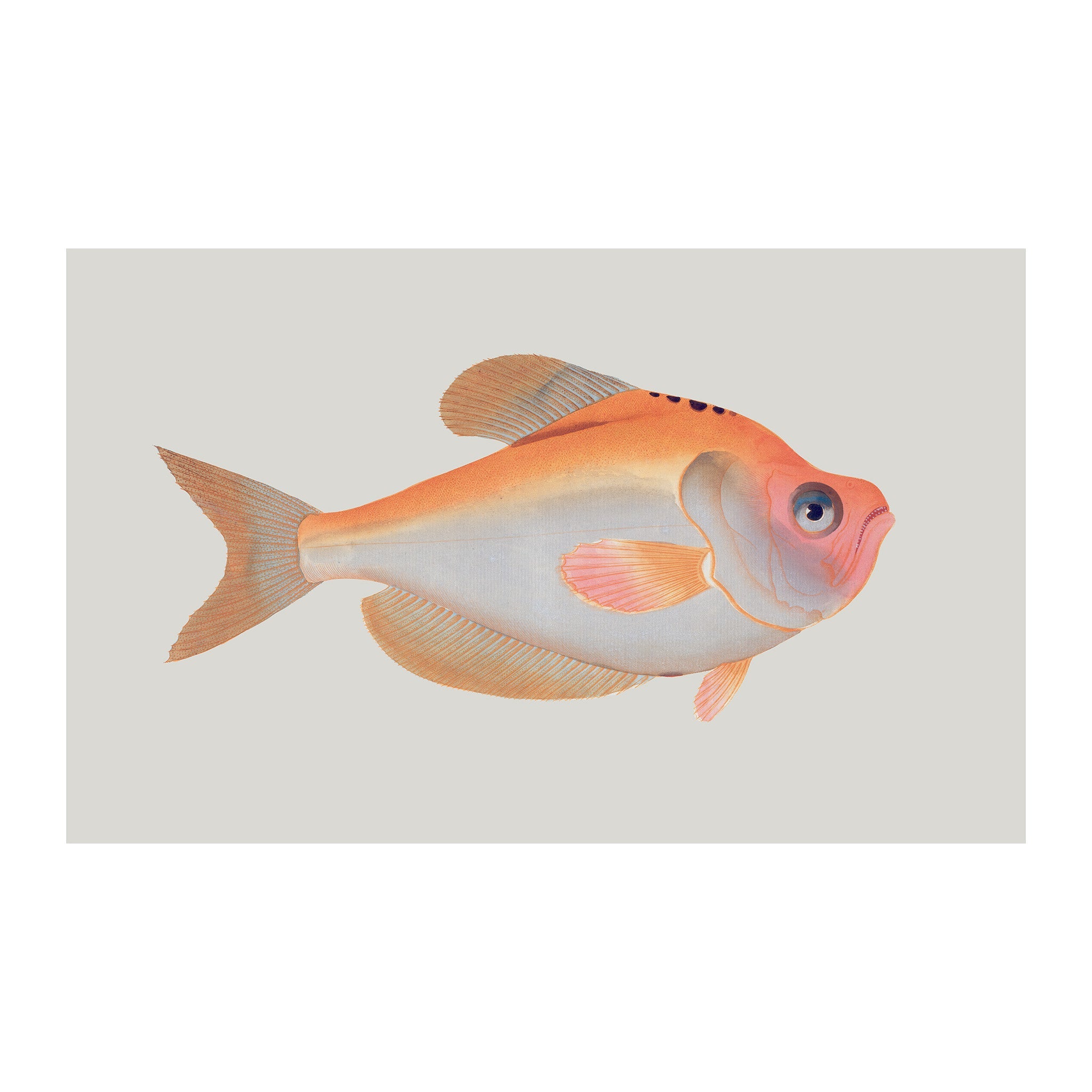 OC28 - Ocean Oddities