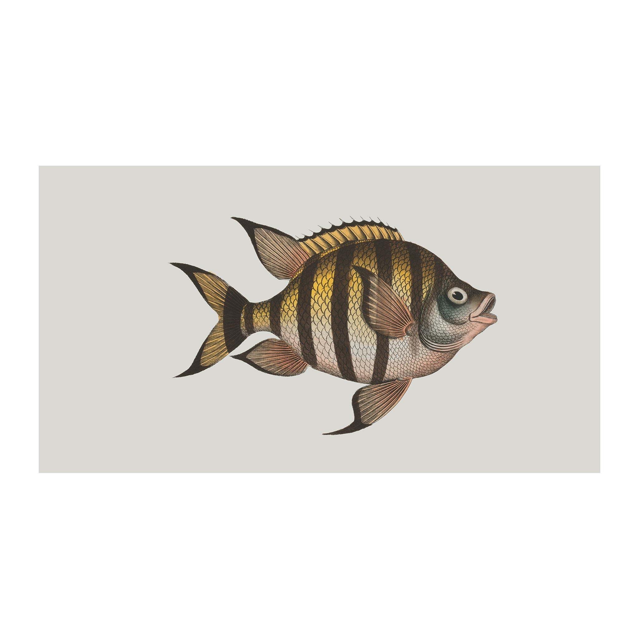 OC31 - Ocean Oddities