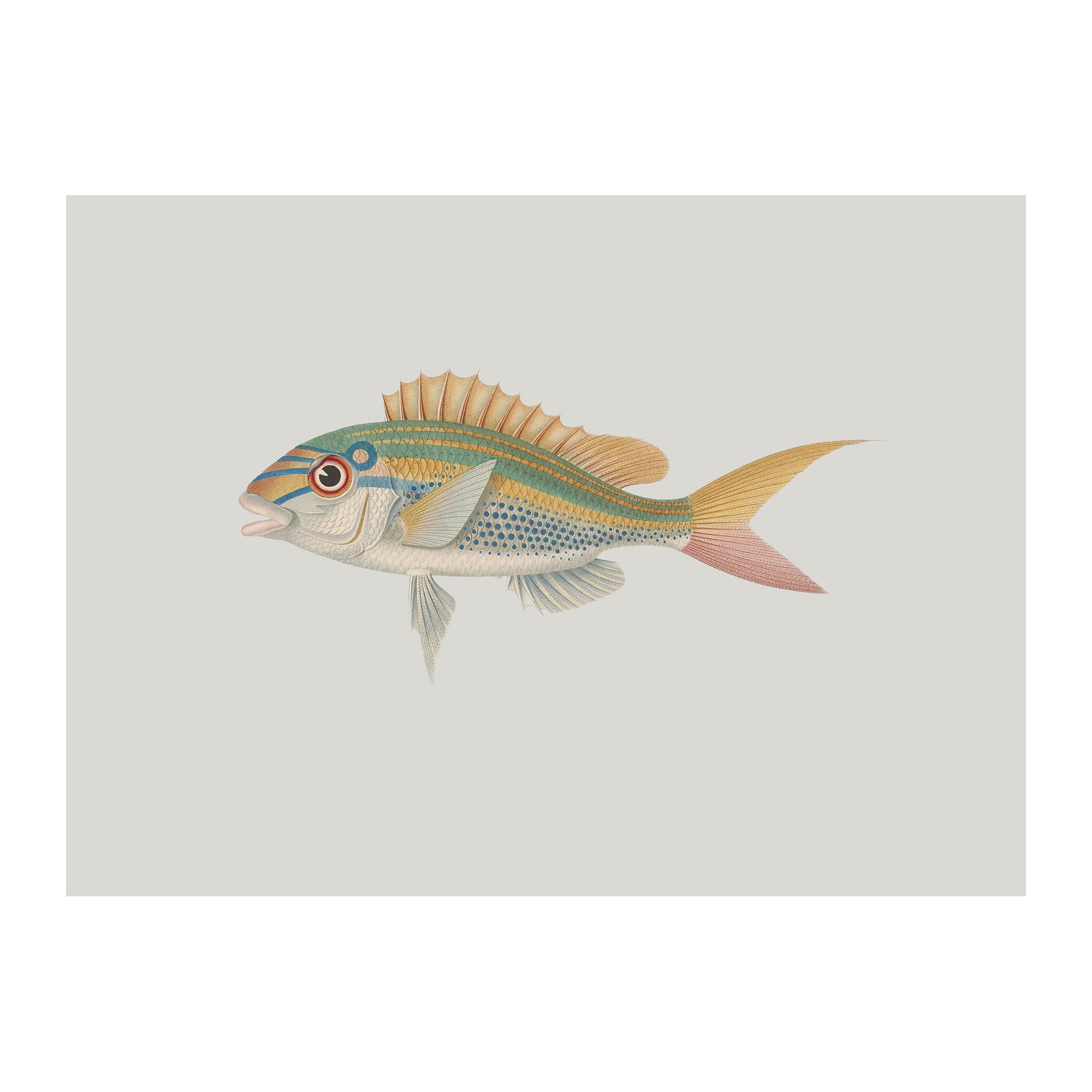 OC32 - Ocean Oddities