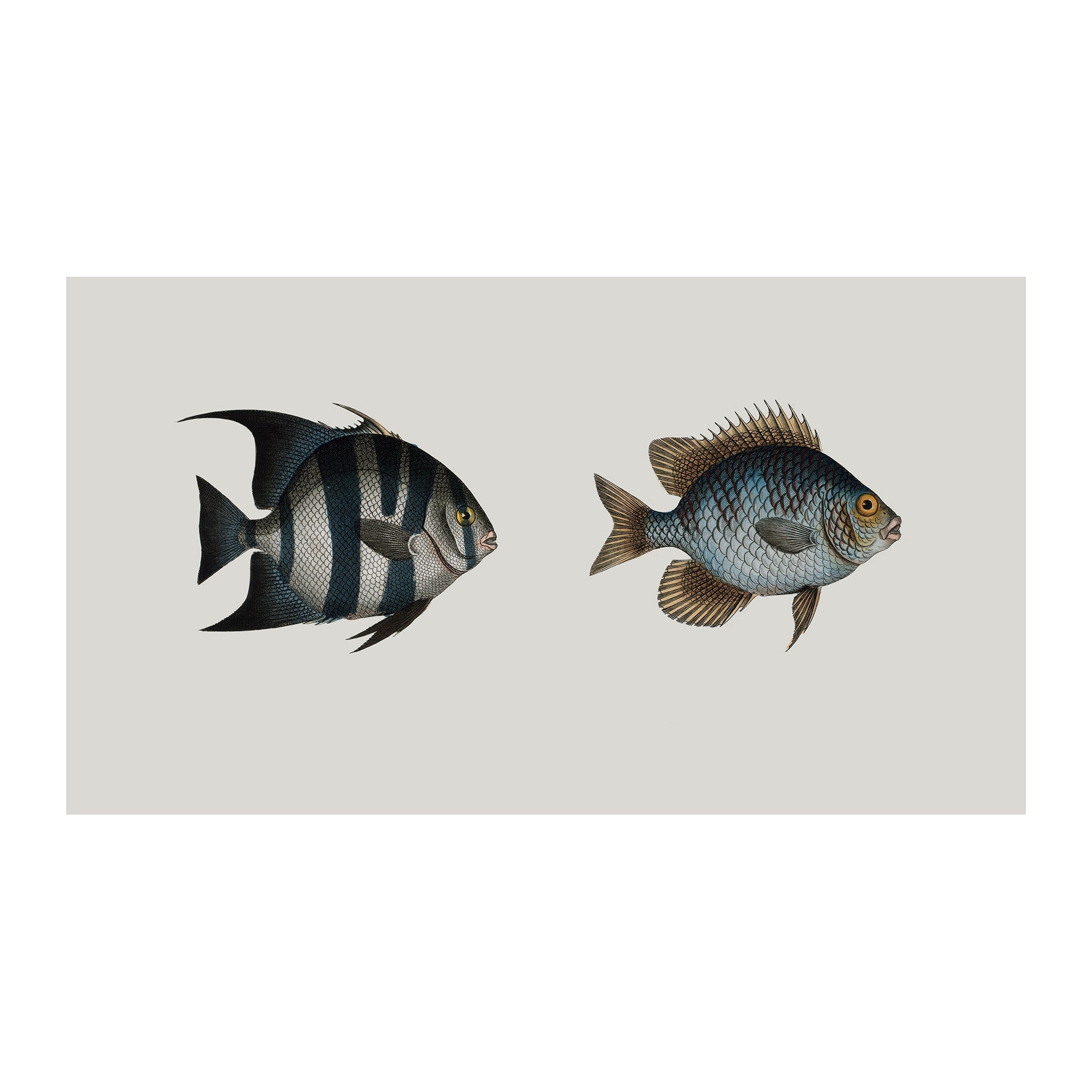 OC36 - Ocean Oddities
