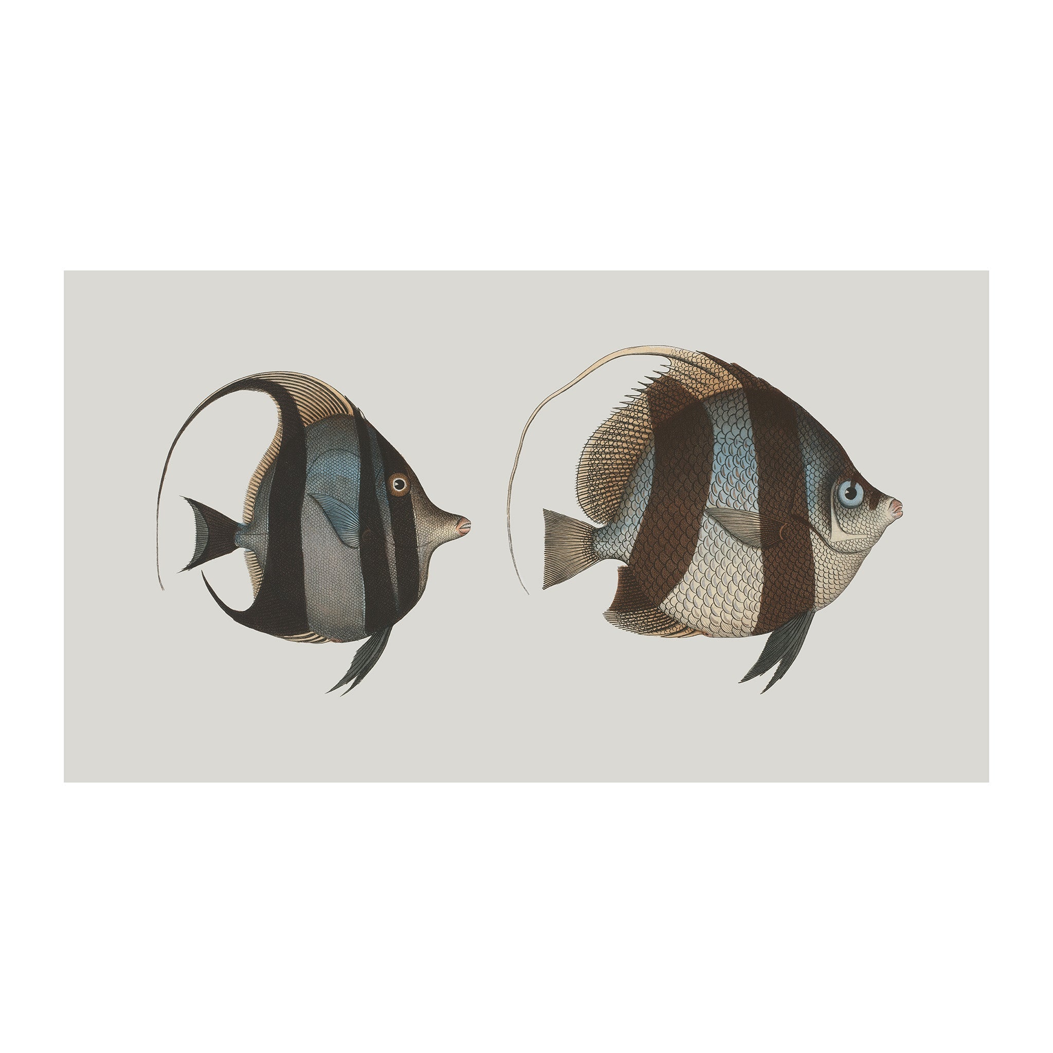 OC37 - Ocean Oddities