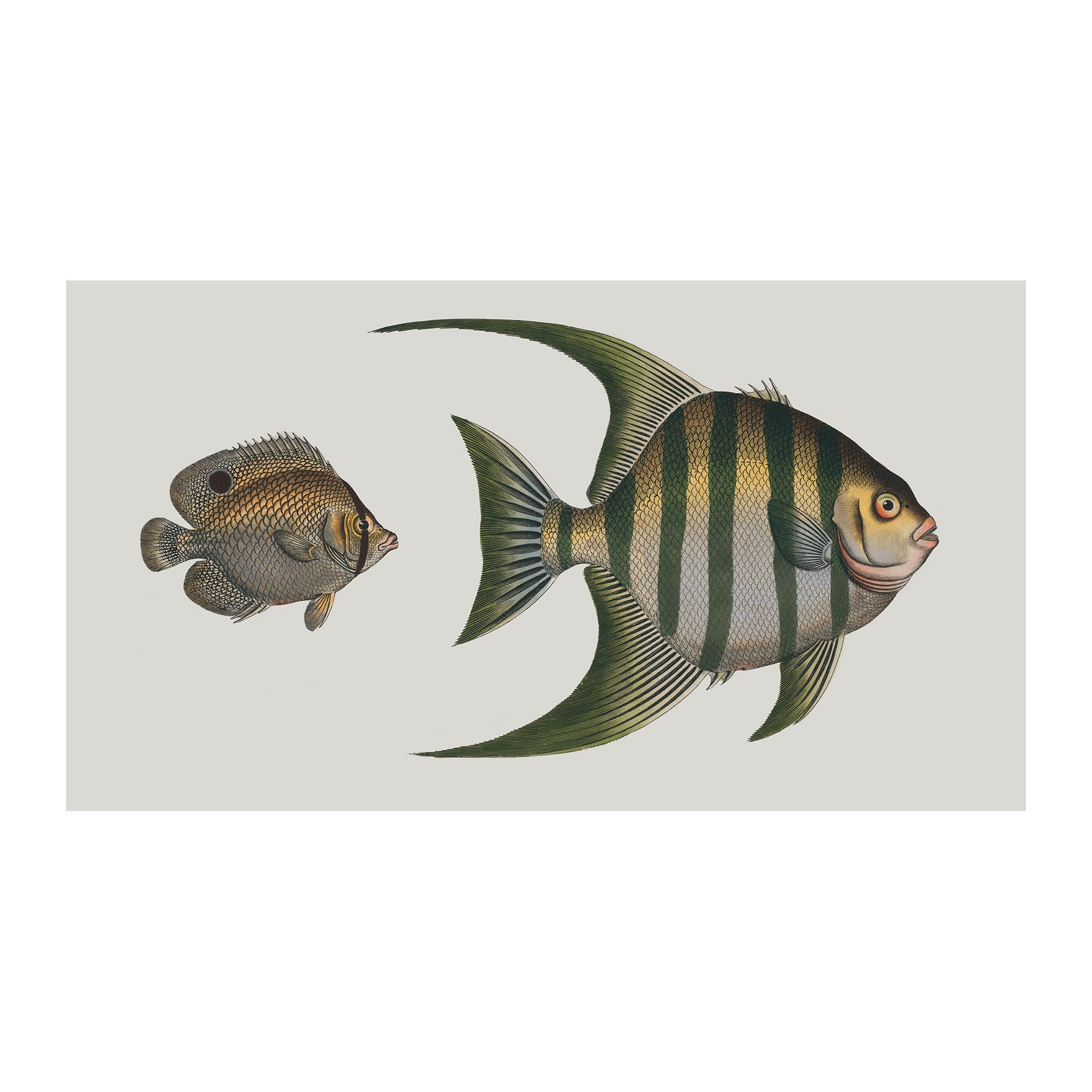 OC38 - Ocean Oddities