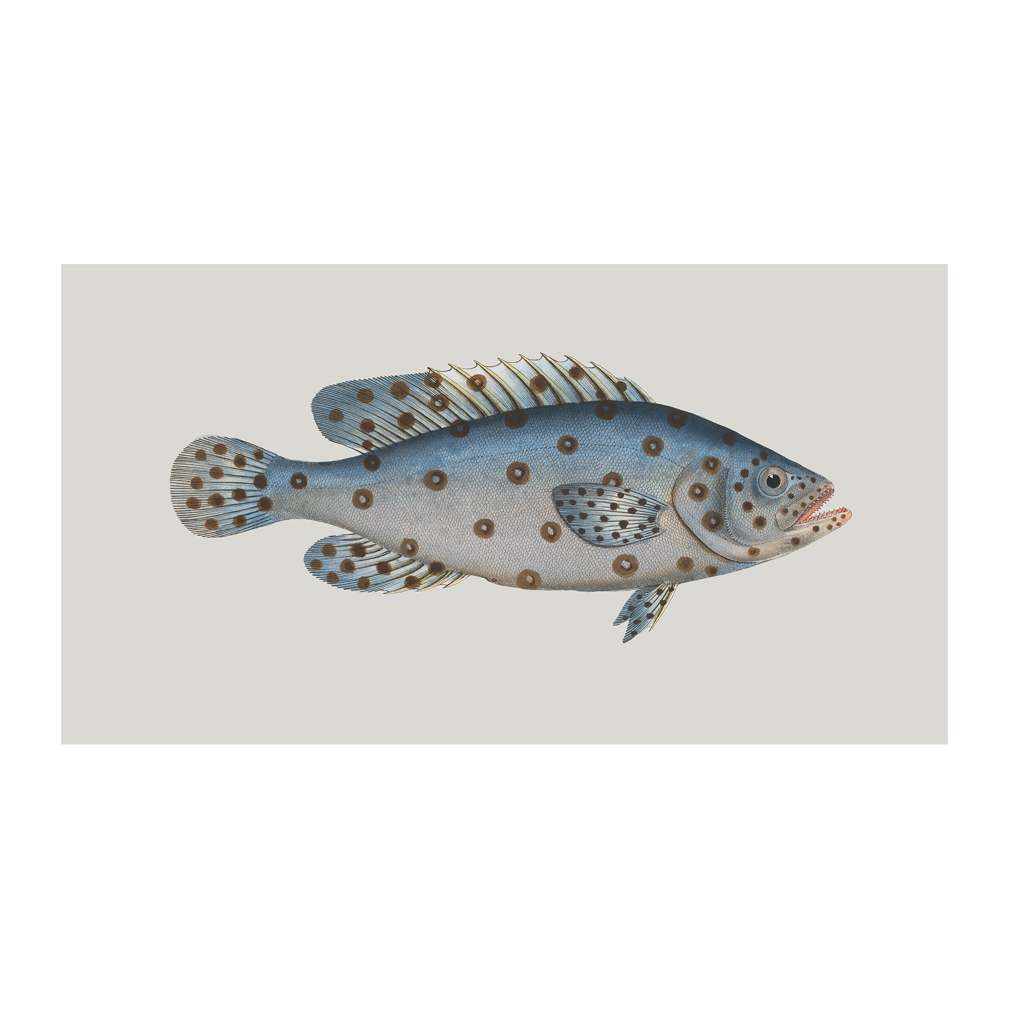 OC40 - Ocean Oddities