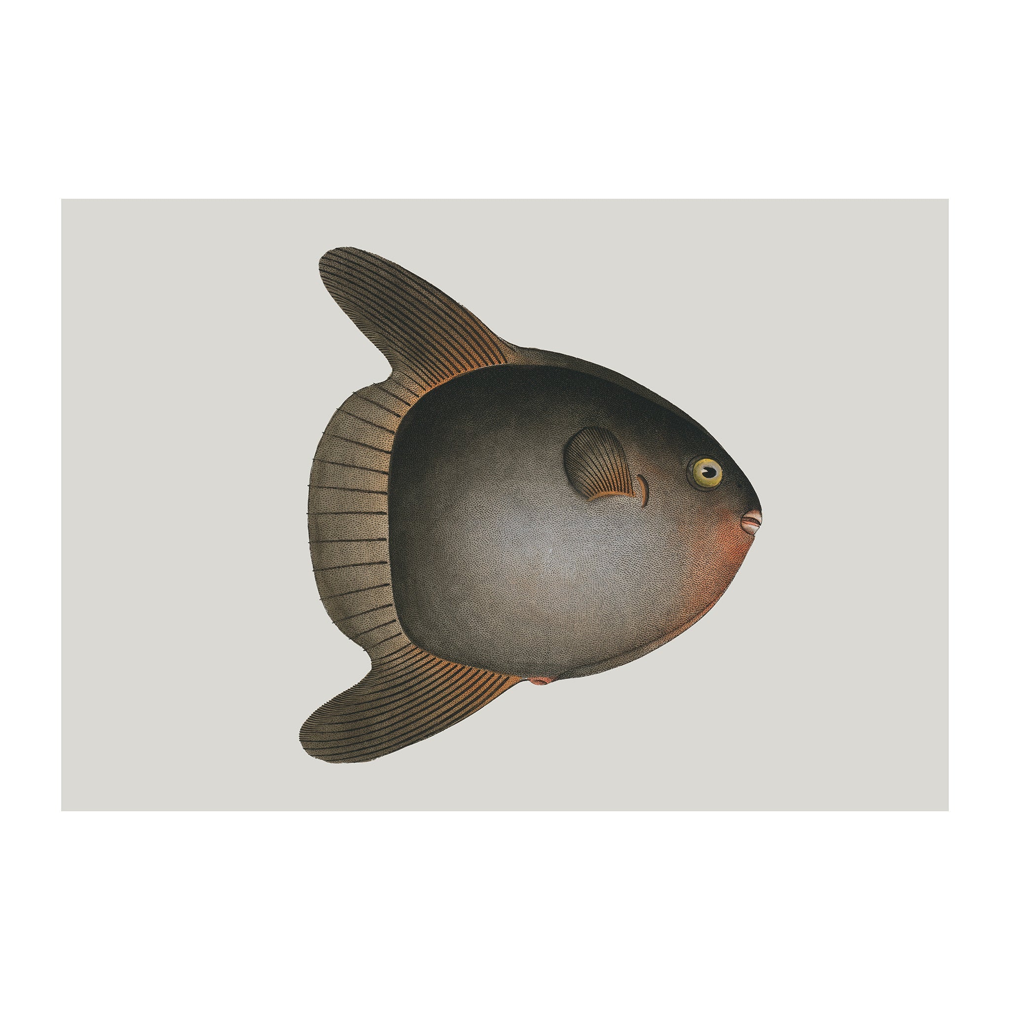 OC42 - Ocean Oddities