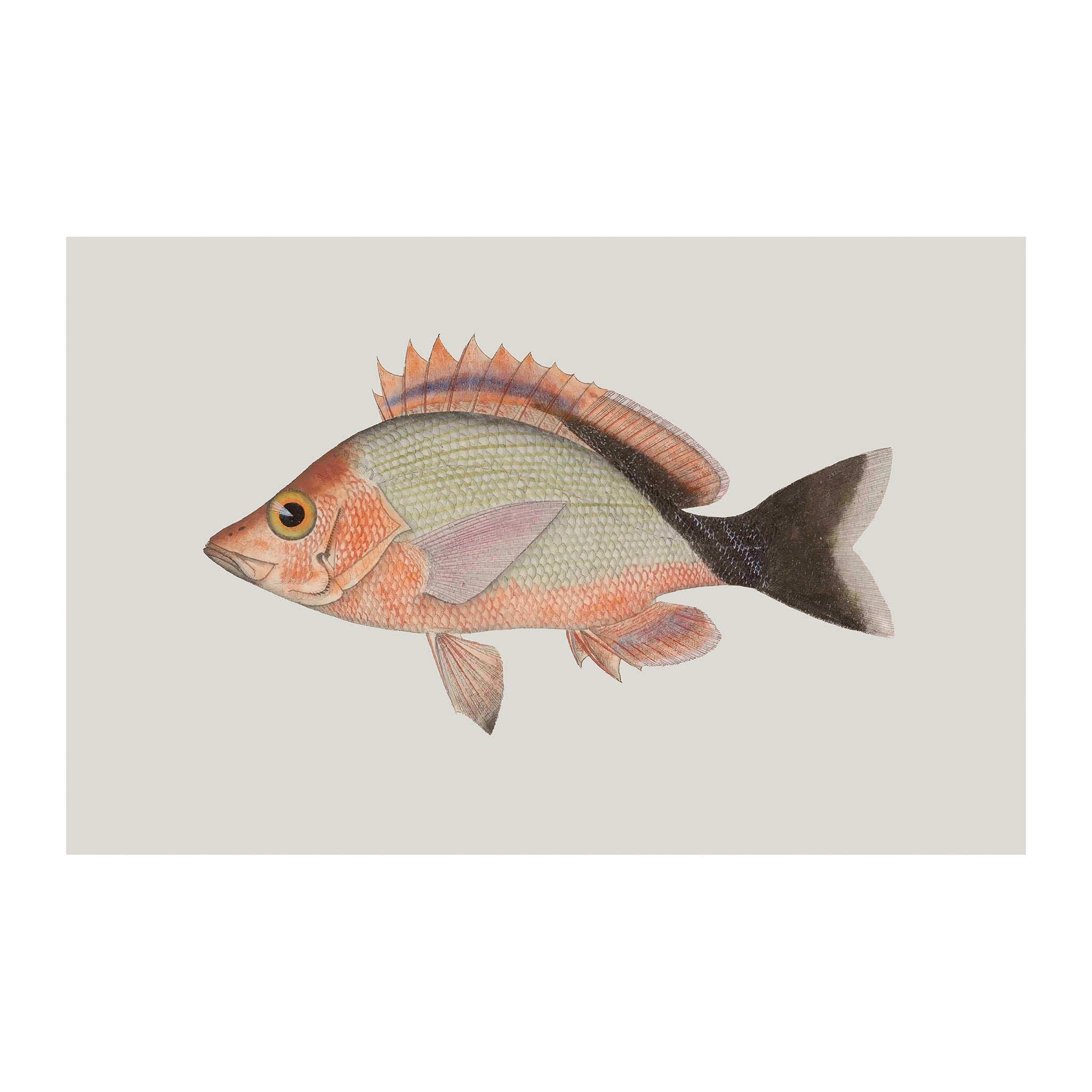 OC69 - Ocean Oddities