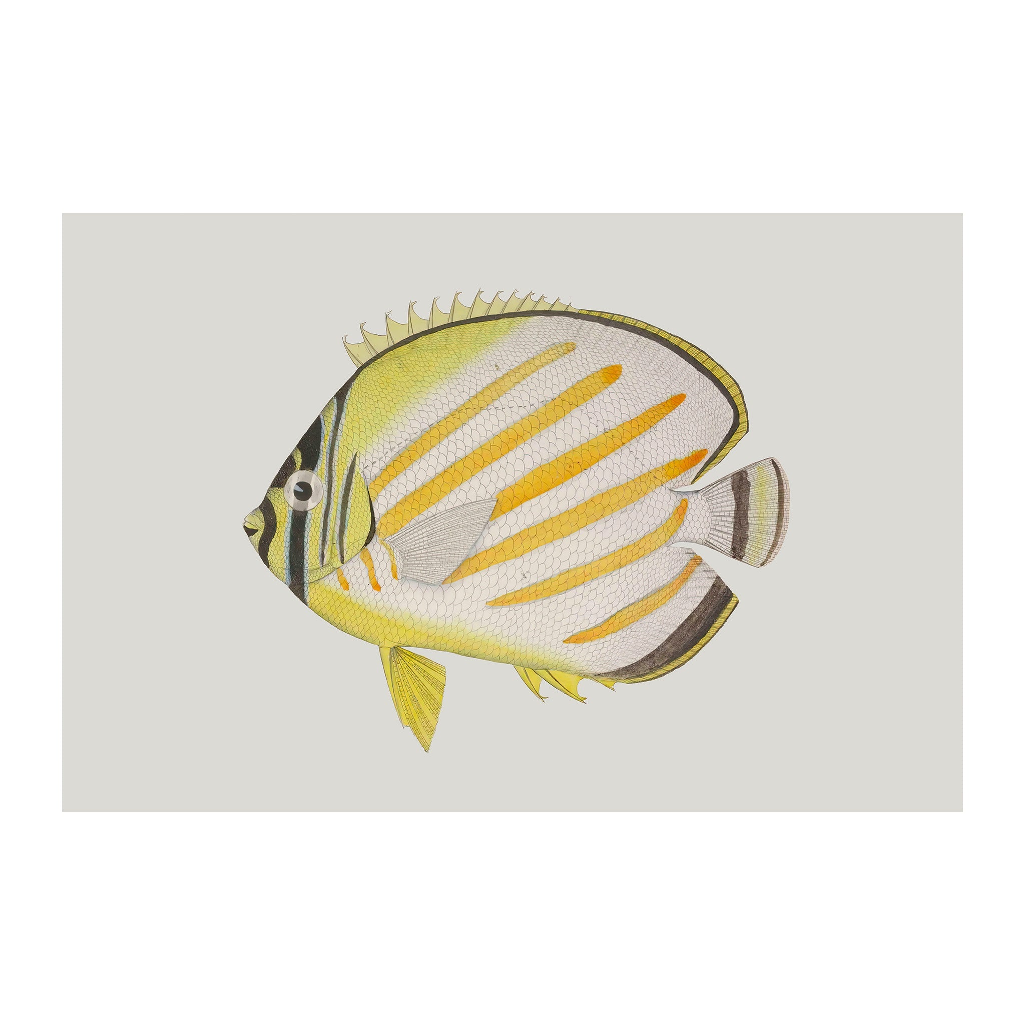 OC95 - Ocean Oddities